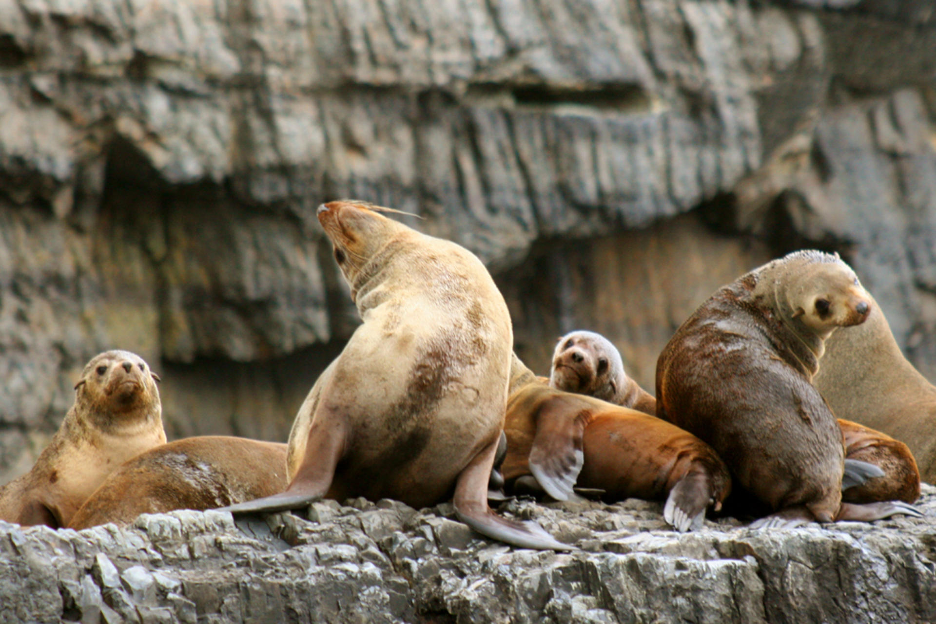 Tasman Island Cruises Full Day Tour from Hobart - Thumbnail 4