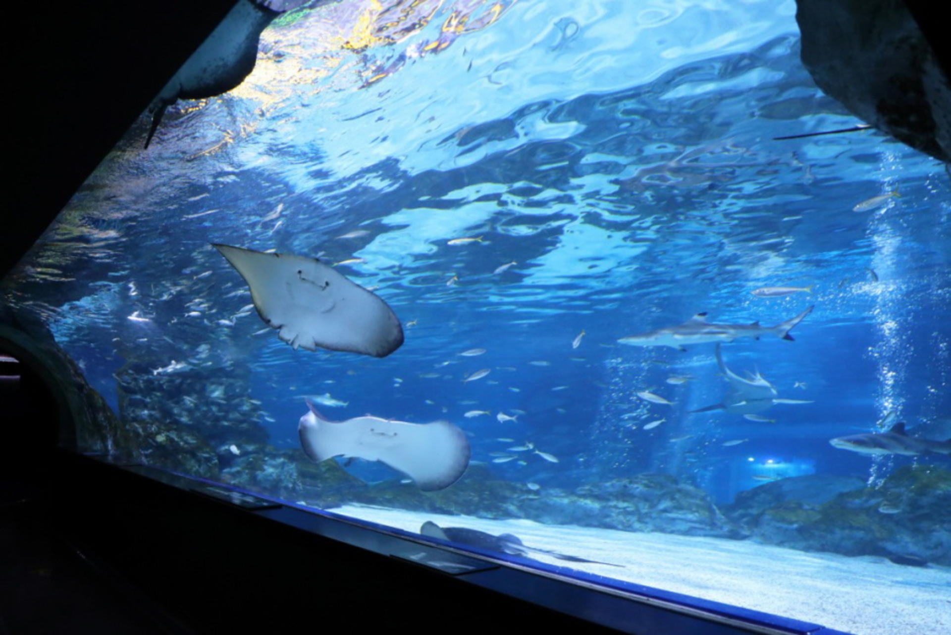SEA LIFE COEX Seoul Aquarium Ticket - Thumbnail 3
