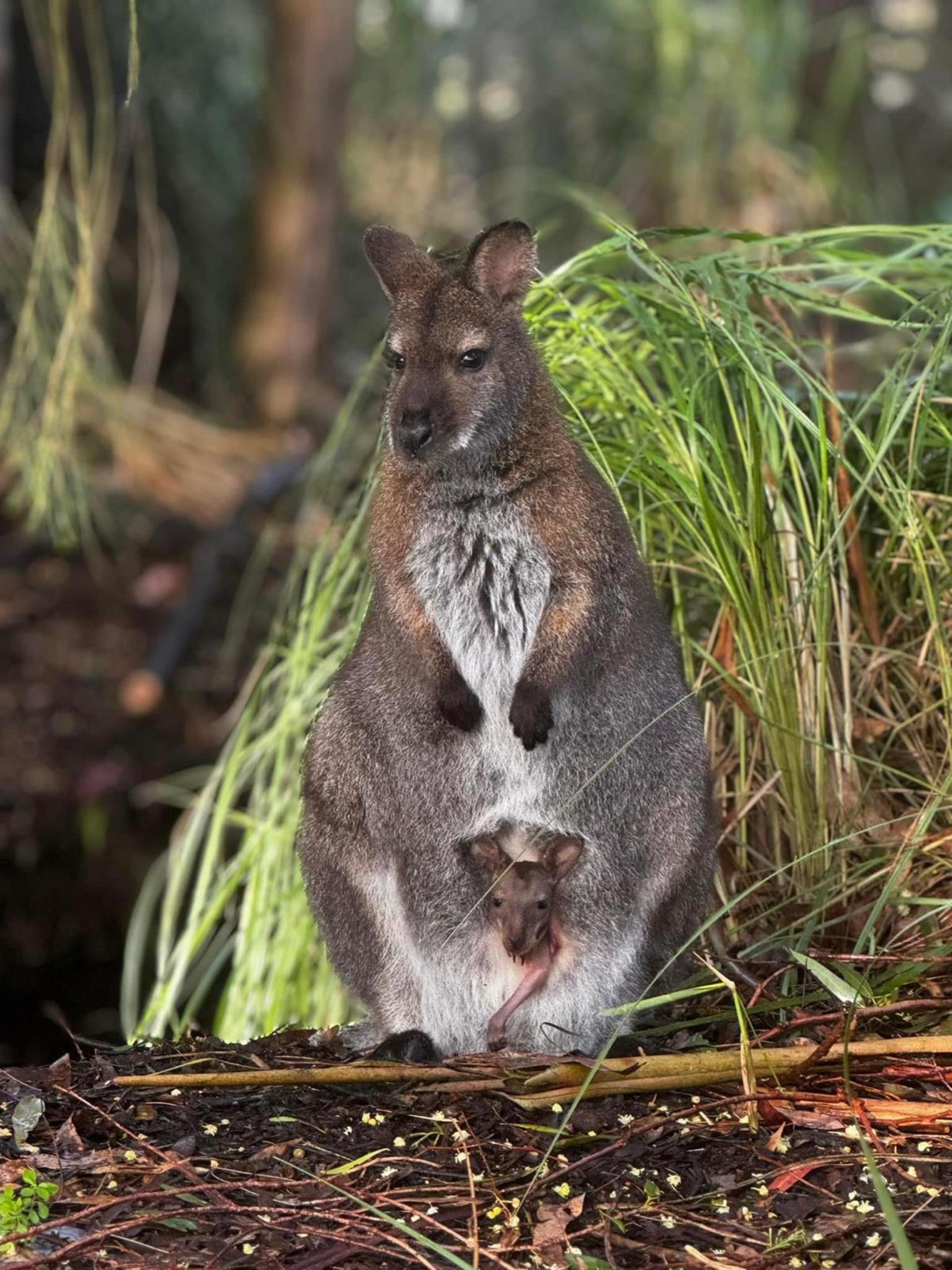 Private Blue Mountains, Scenic World & Australian Wildlife Tour - Thumbnail 23
