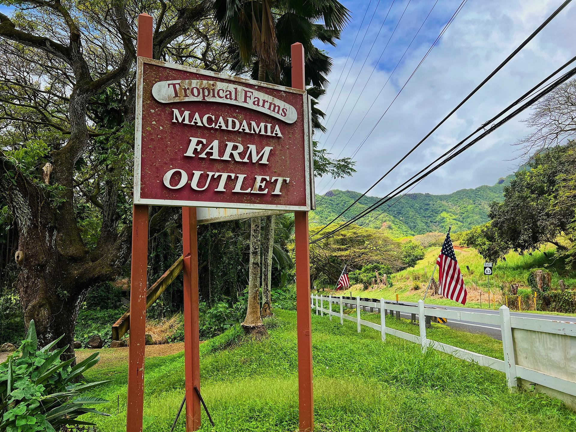 Oahu Island and North Shore Half Day Trip  - Thumbnail 6