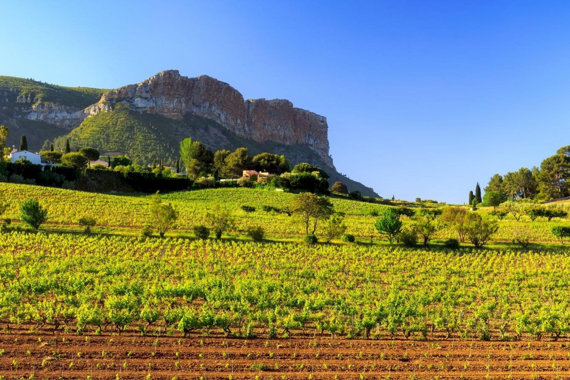 Provence Half Day Wine Tour from Aix en Provence - Thumbnail 3