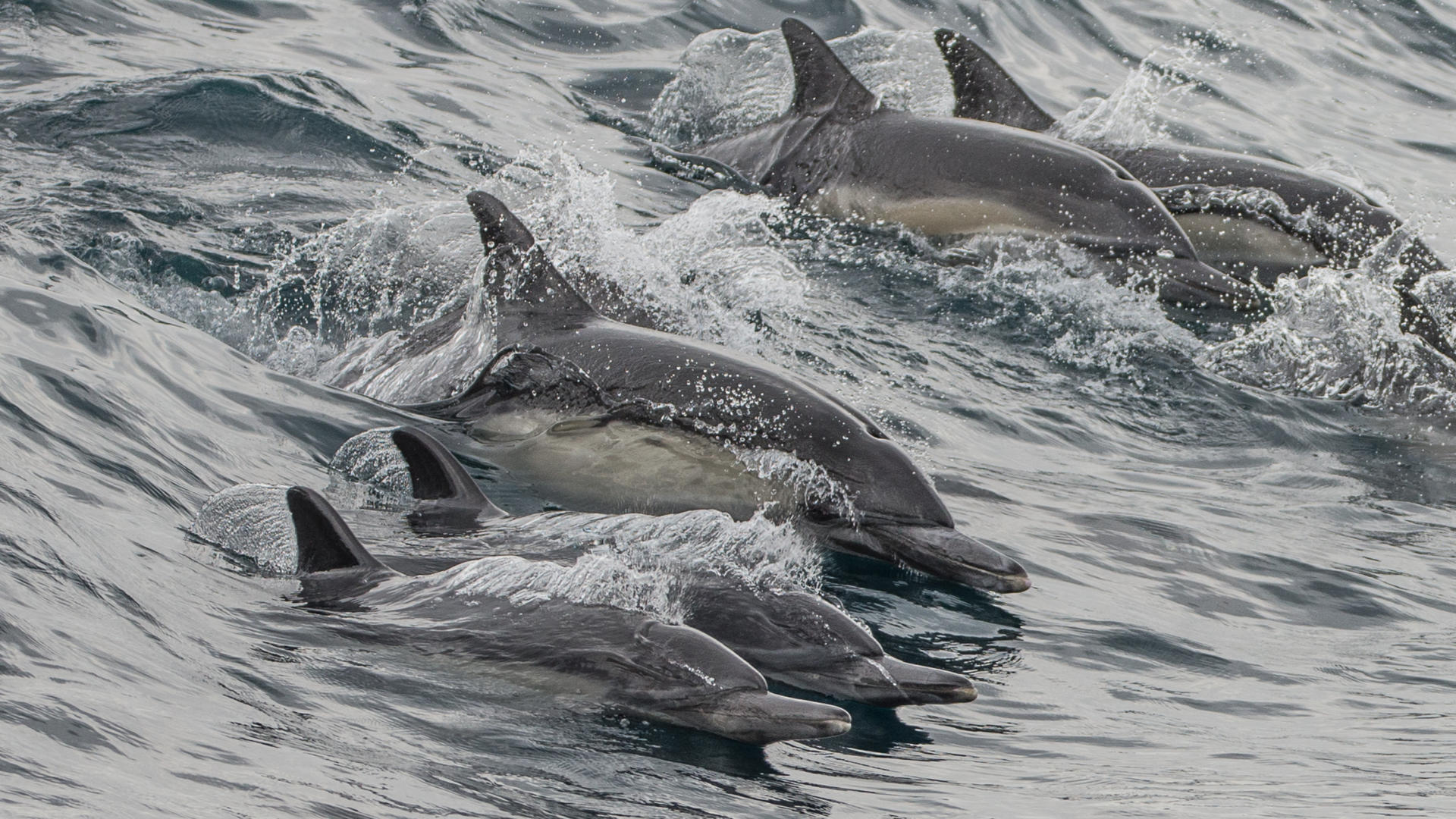 Whale Watching and Dolphin Tour from West Harbor, Los Angeles - Thumbnail 2