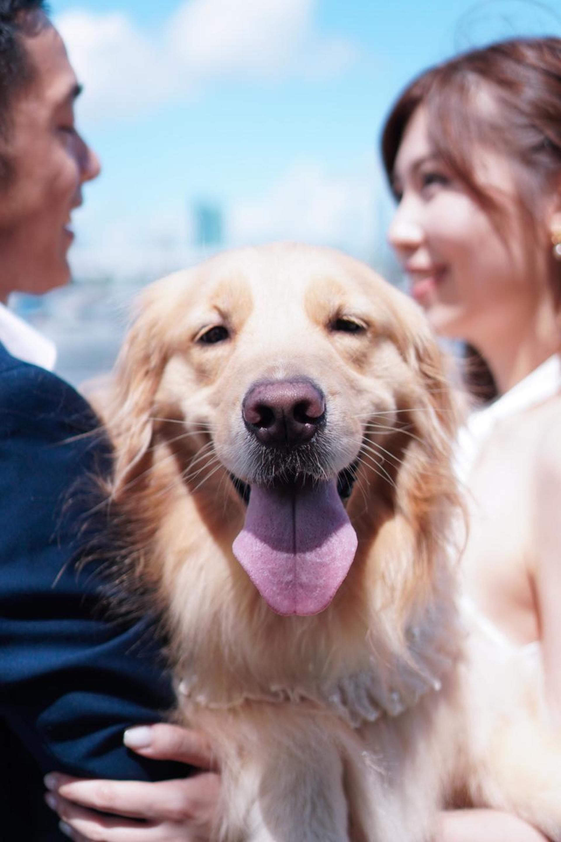 Hong Kong Kwun Tong Pet Photography (STUDIO) | Kwun Tong Studio + Kwun Tong Promenade - Image 1