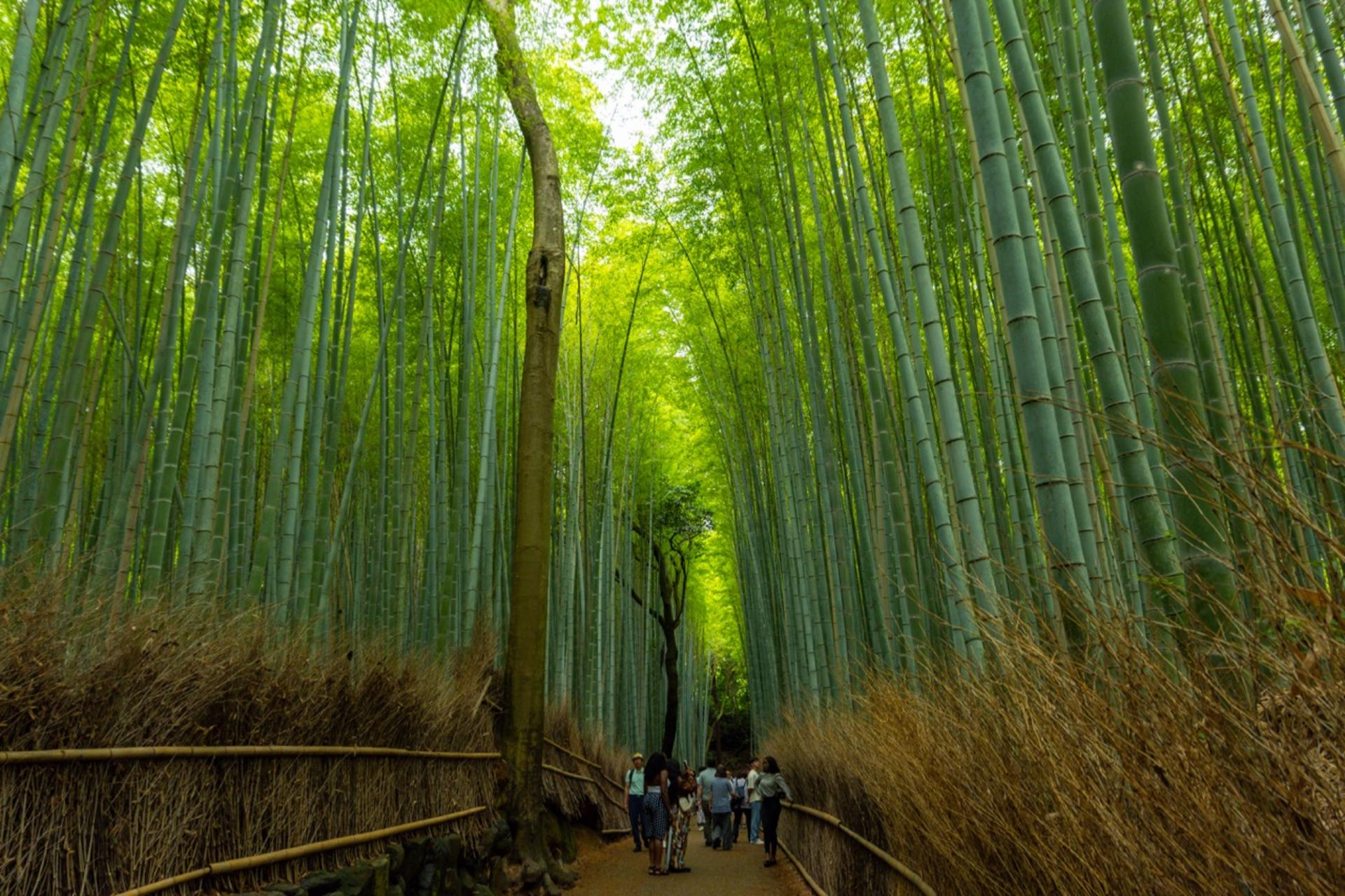 Kyoto Bus Tour: Fushimi, Kiyomizu, Kinkaku-ji & Arashiyama - Thumbnail 2