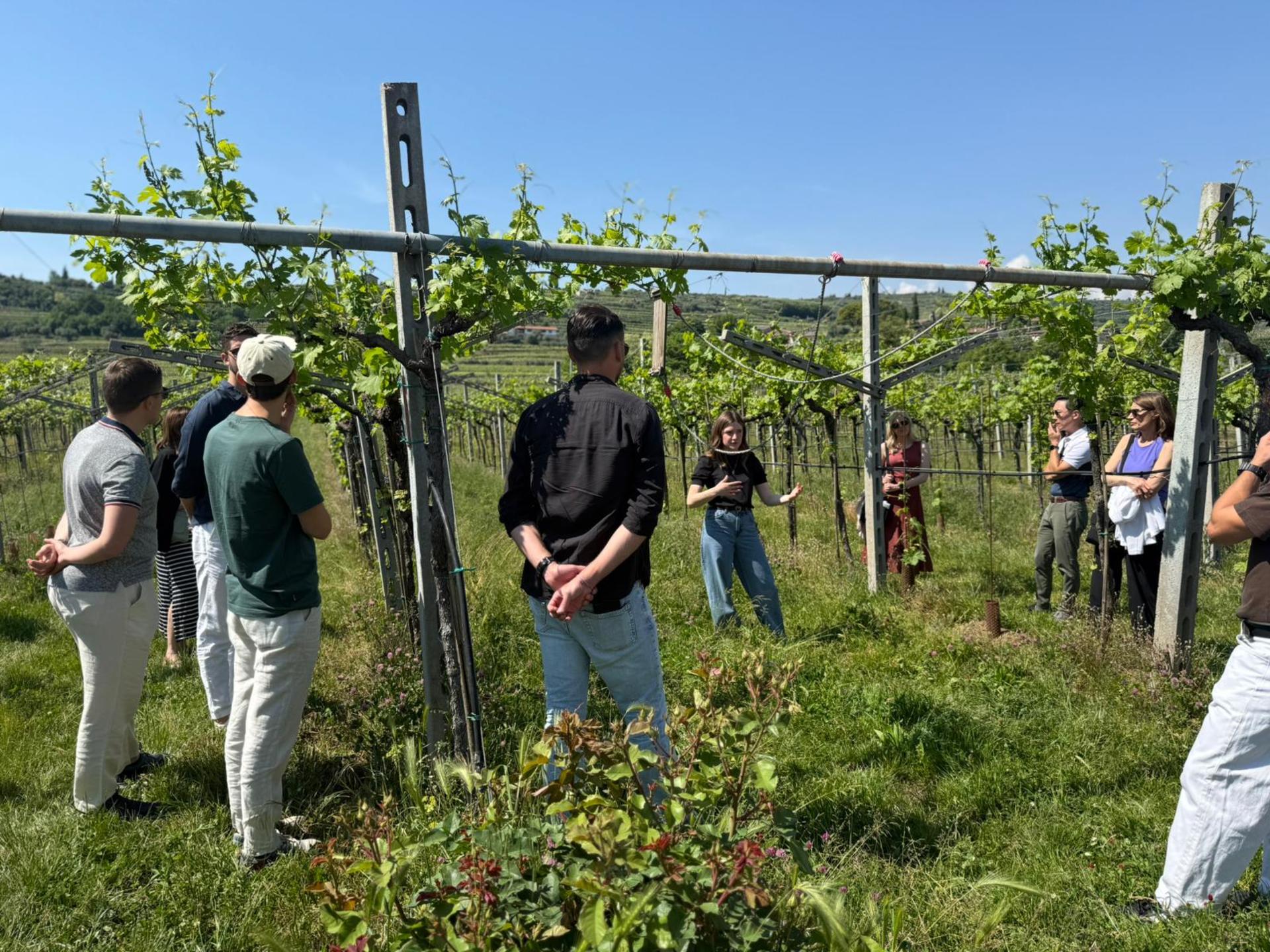From Verona: Half-Day Valpolicella & Amarone Wine Experience - Thumbnail 17