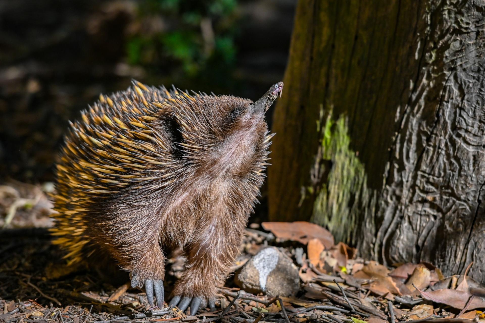 Featherdale Sydney Wildlife Park Ticket - Thumbnail 9