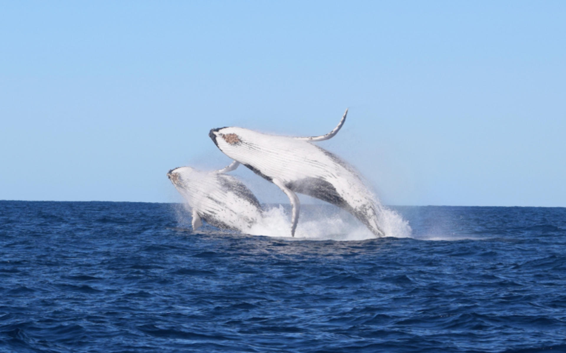 Whale Watching in Circular Quay - Thumbnail 4