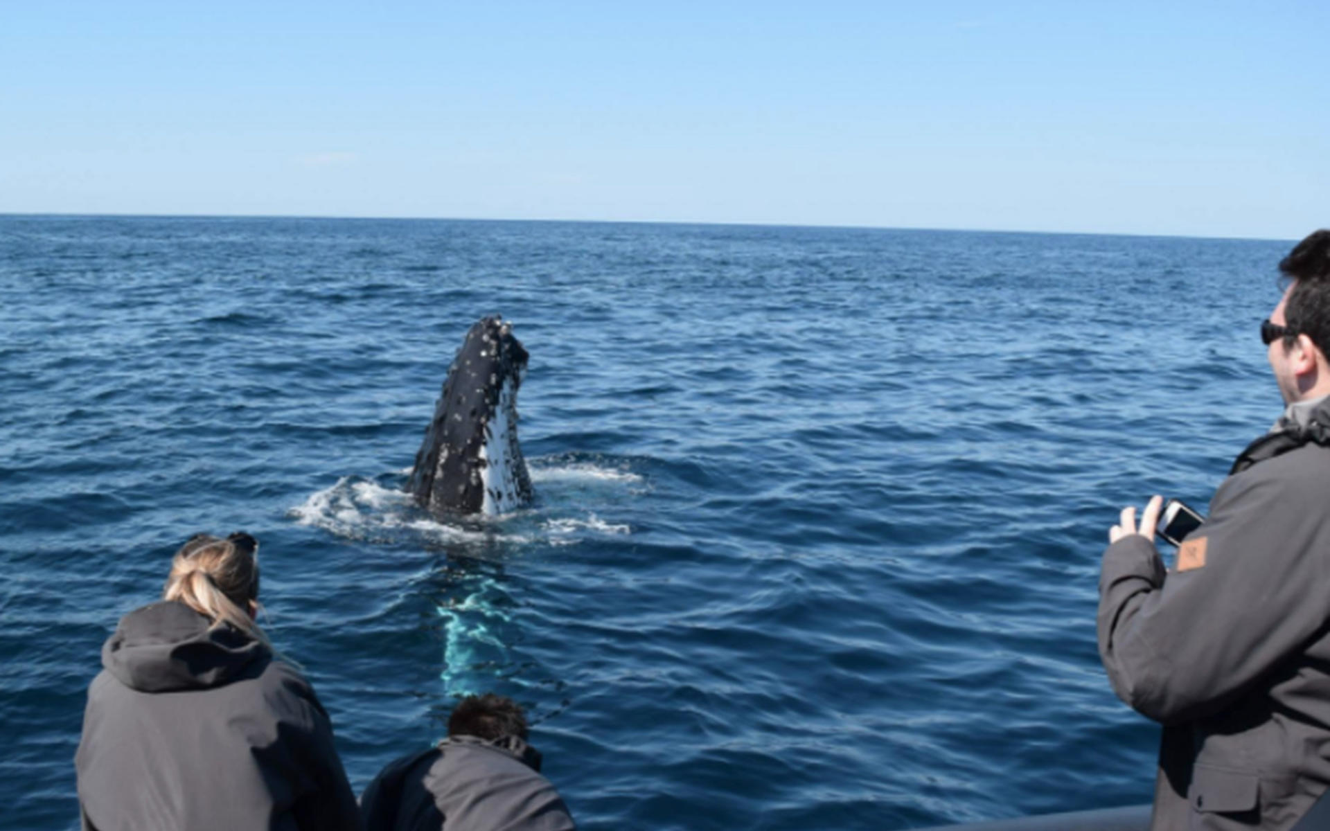 Whale Watching in Circular Quay - Thumbnail 5