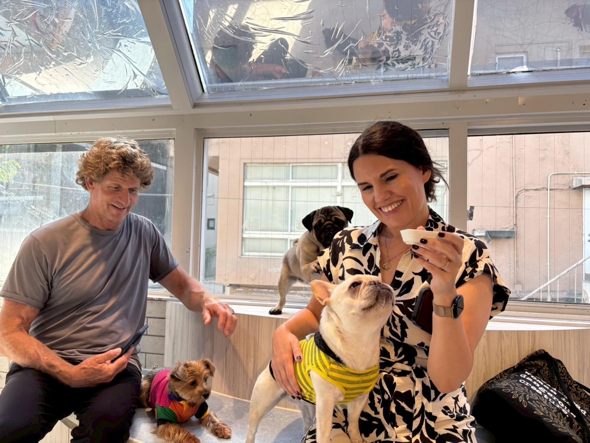 Play with Dogs at Dog Cafe Rio Harajuku[Dog Cafe Rio Harajuku] - Thumbnail 5