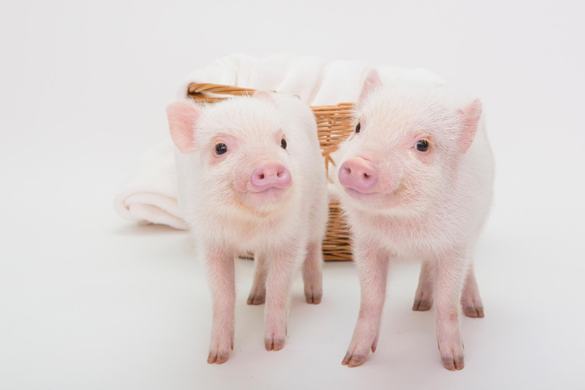 Micro Pig Cafe Experience in Meguro Tokyo - Thumbnail 4