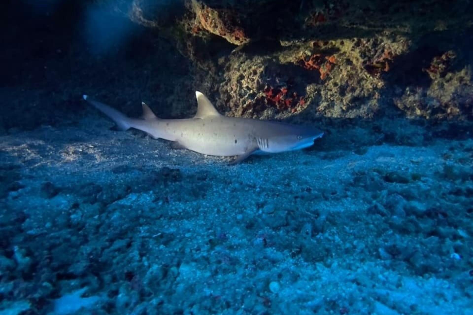Night Dive Experience in Oahu - Thumbnail 3