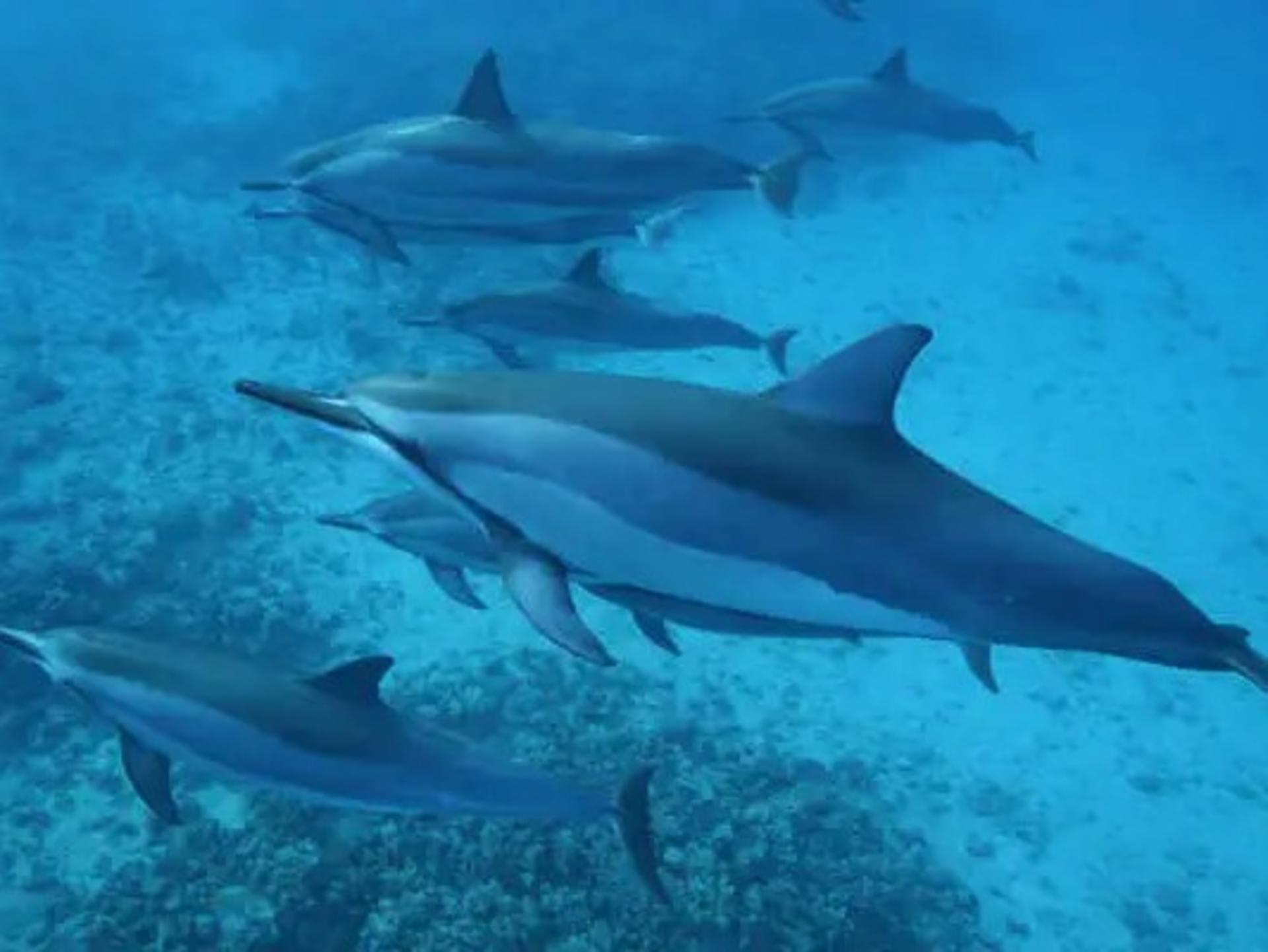 Pelagic Wildlife Excursion Experience in Honolulu - Image 1