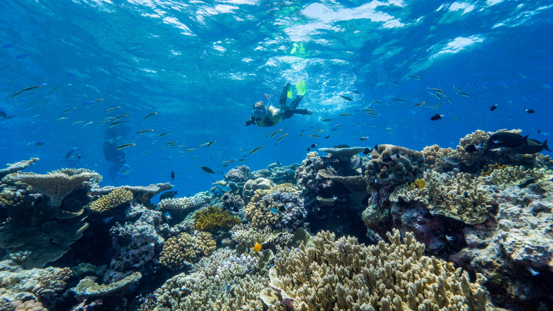 Cairns Great Barrier Reef Snorkel Experience - Thumbnail 8