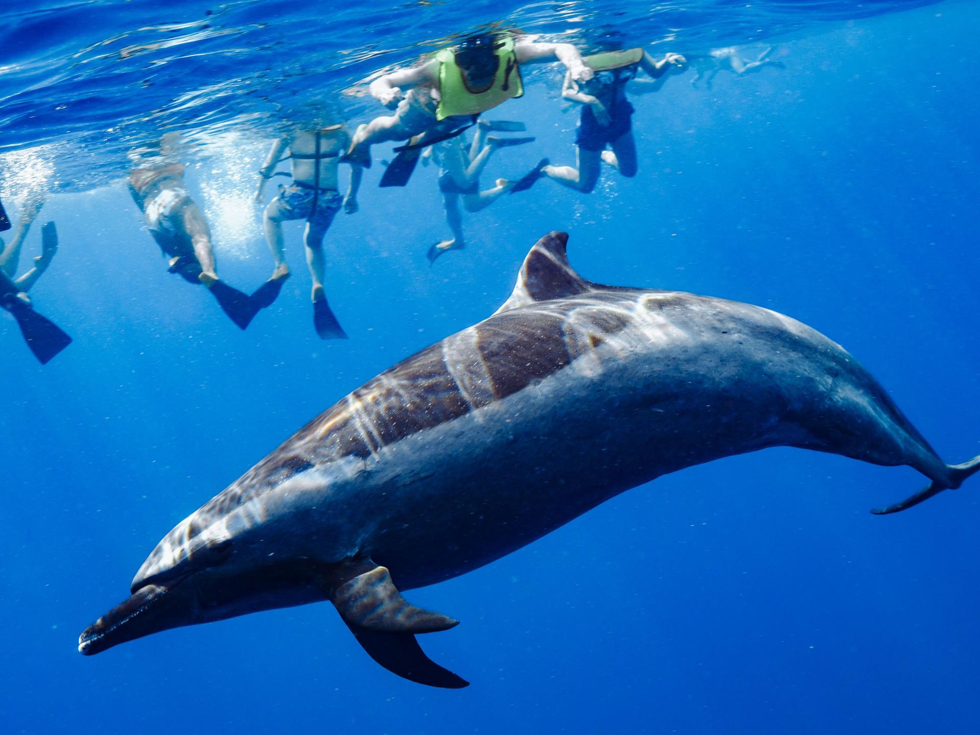 Dolphin Swim and Snorkel With Ocean Activities in Oahu - Image 1