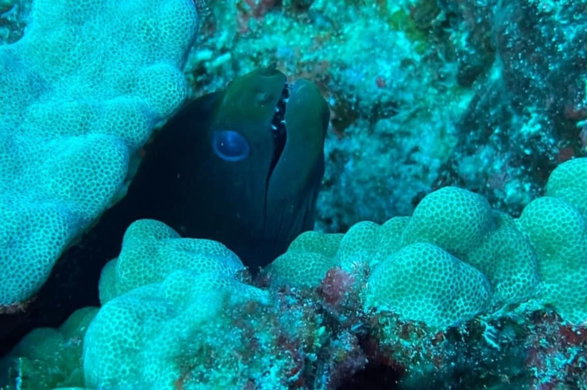 Night Dive Experience in Oahu - Thumbnail 2