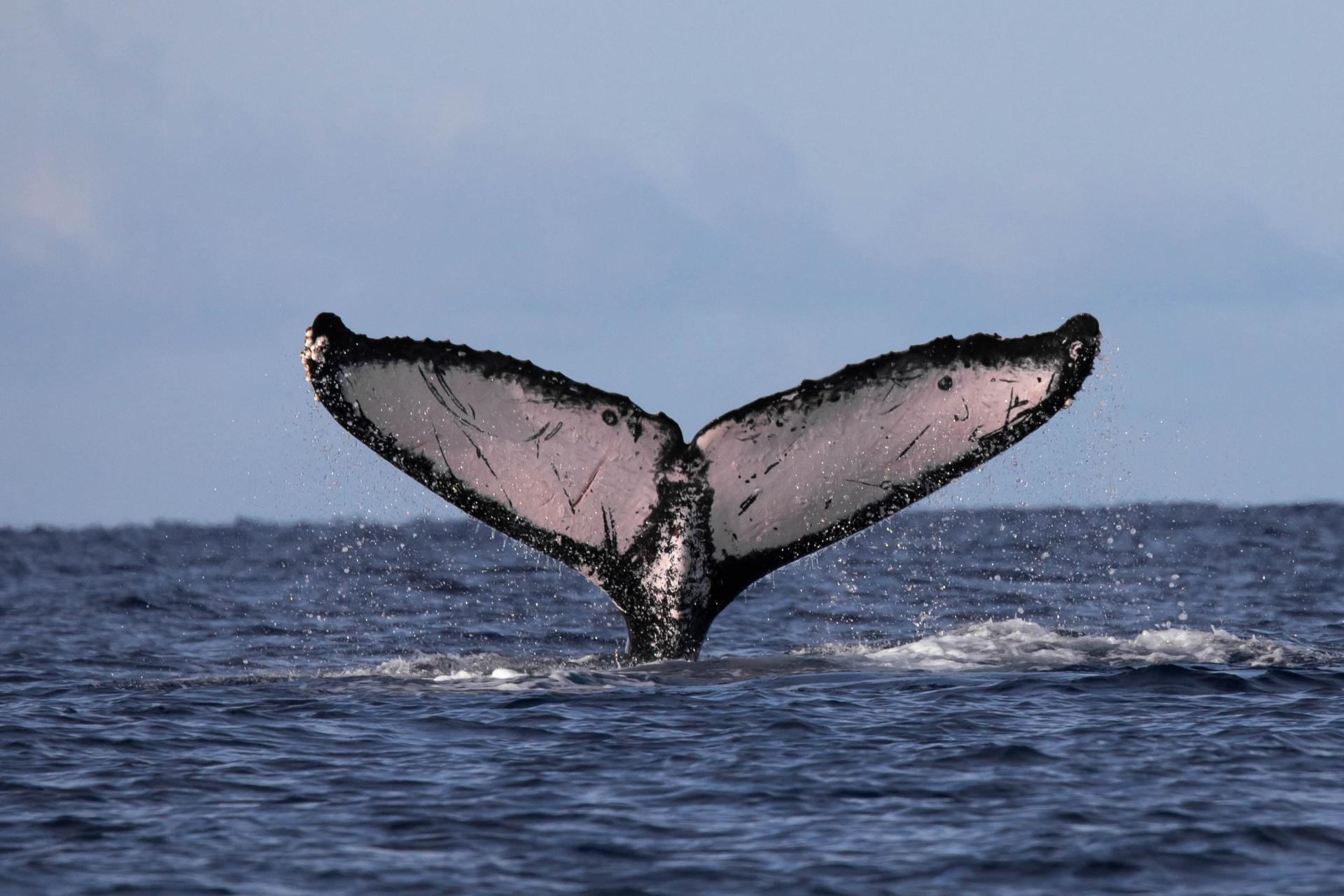 Classic Whale Watching Tour in Maui - Thumbnail 3