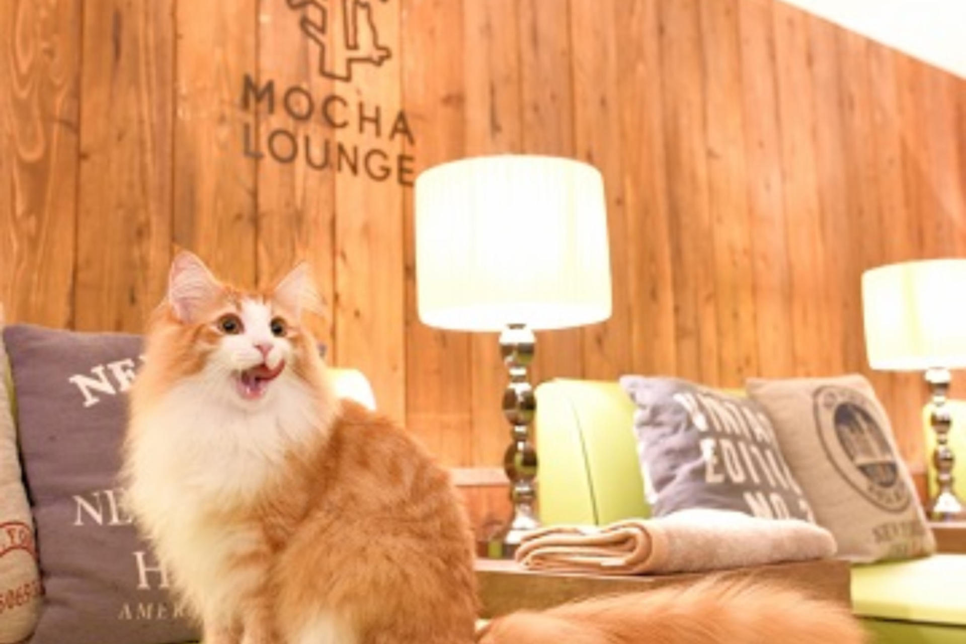 Cat Cafe MOCHA Lounge (Ikebukuro East Exit) - Image 1