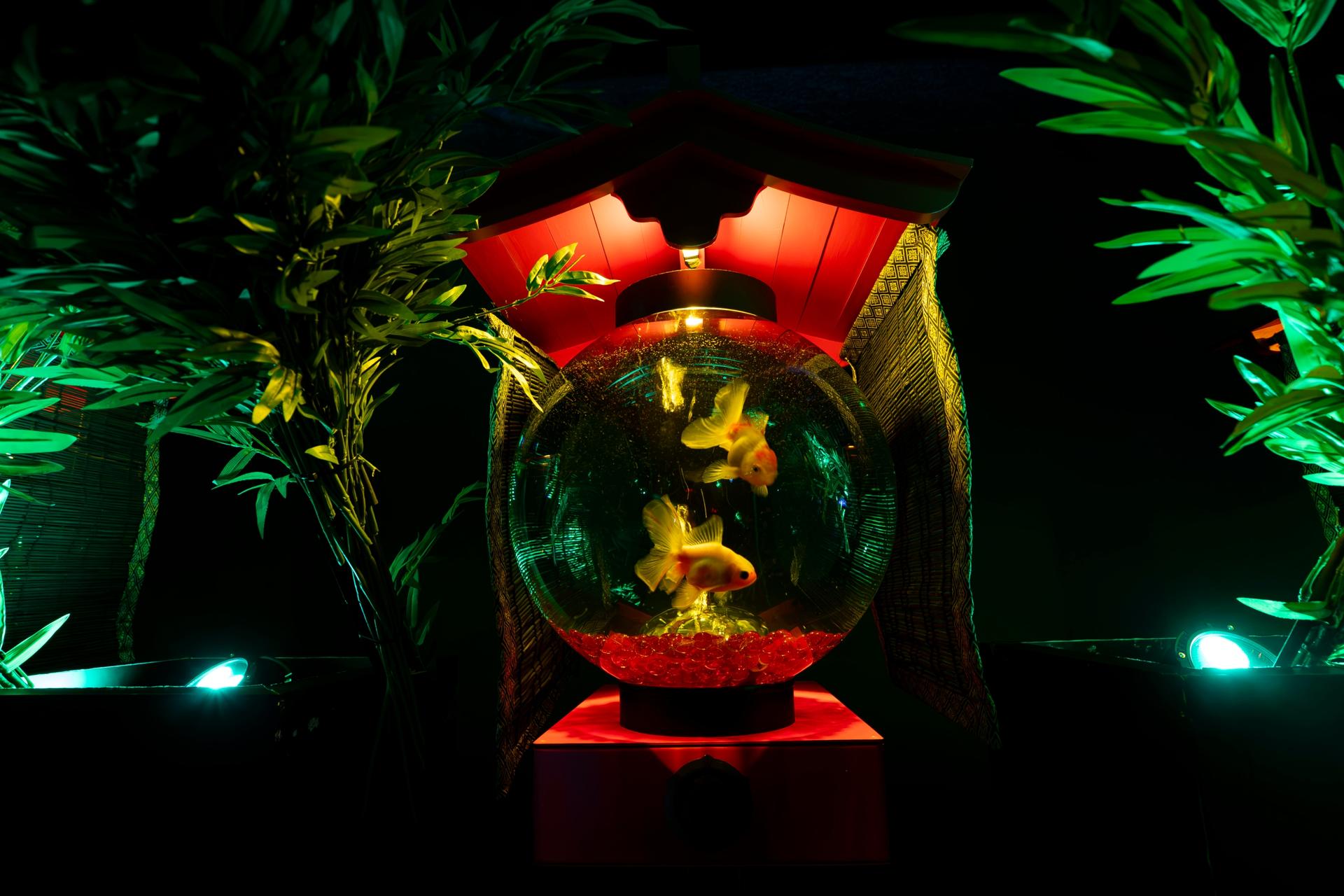 Art Aquarium Exhibition in Nagoya - Thumbnail 7