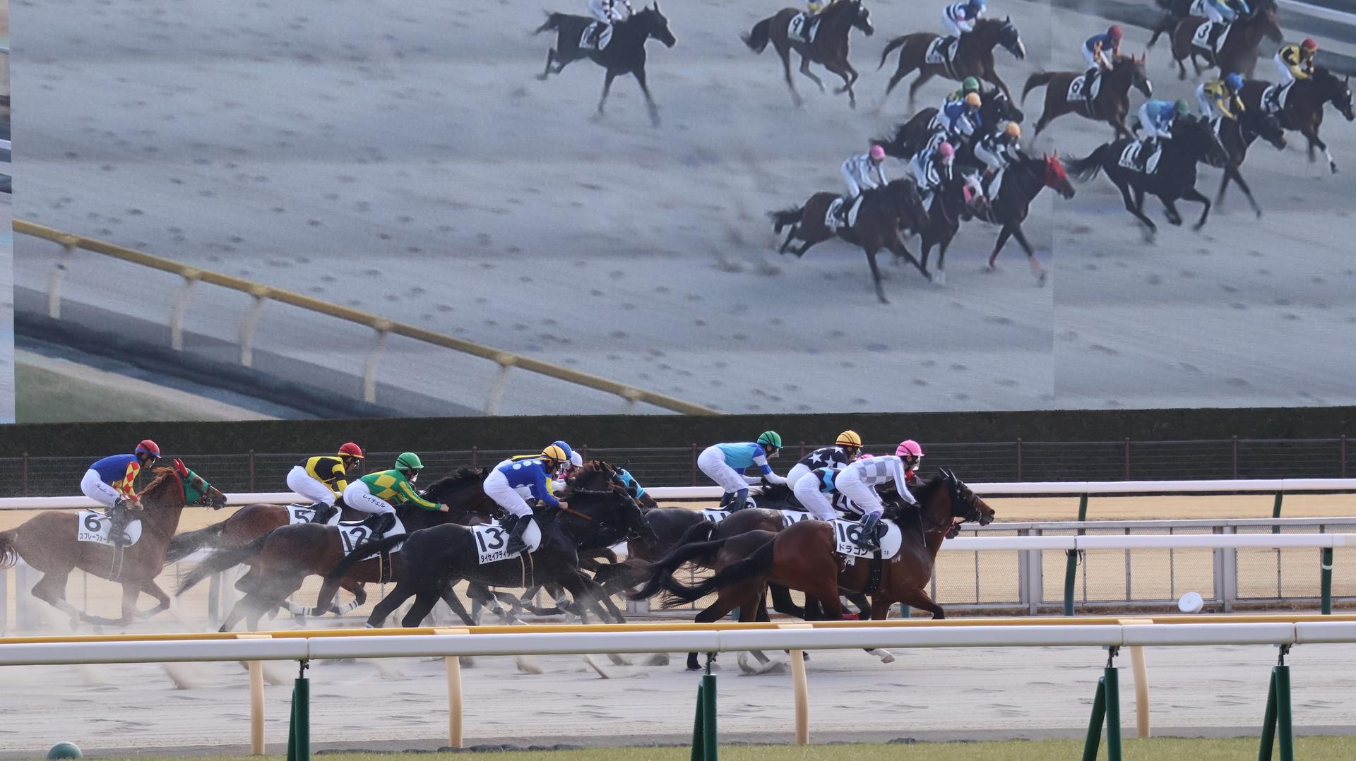 Tokyo Horse Racing Experience with Local Fan - Thumbnail 17