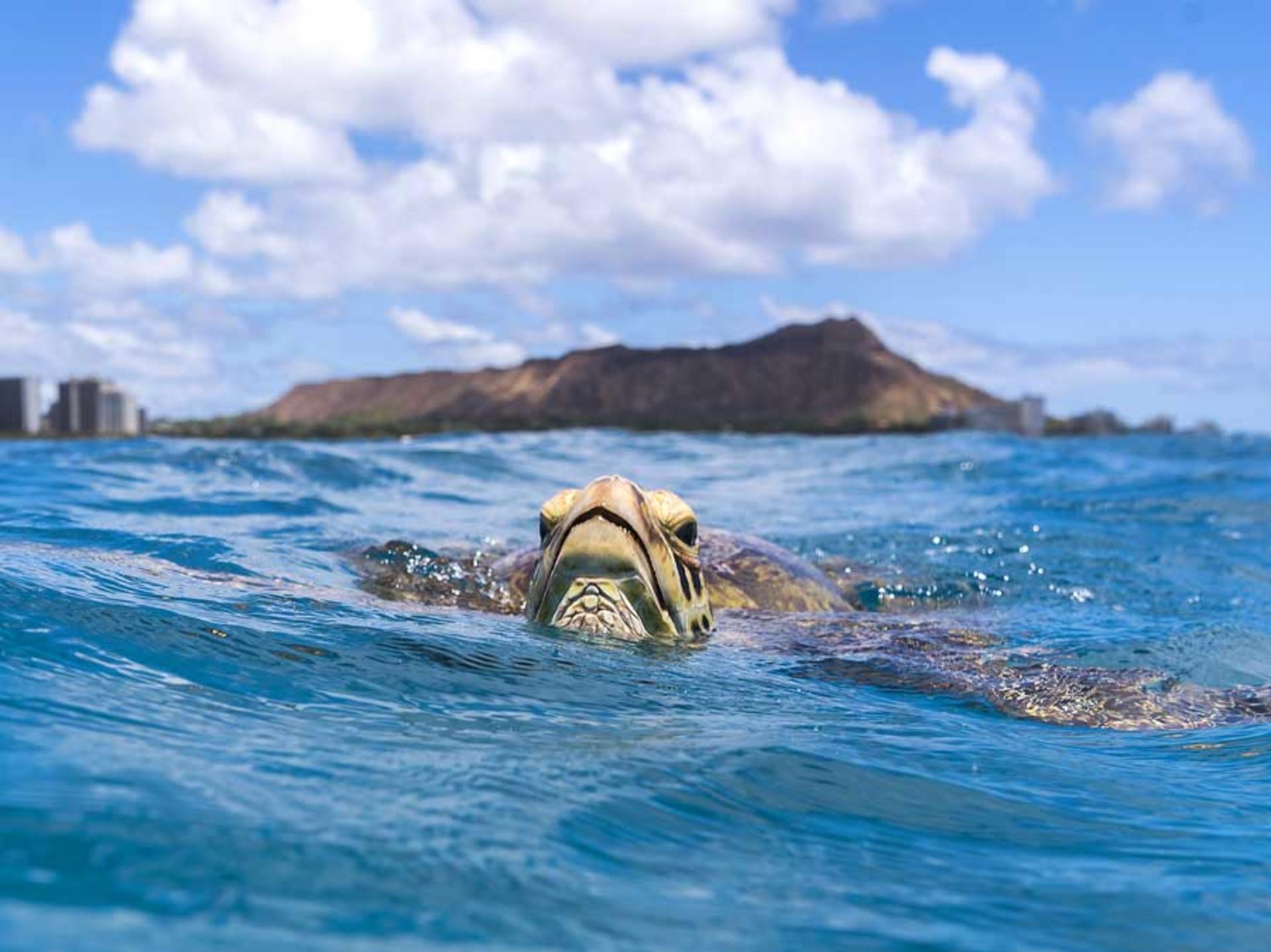 Waikiki Turtle Snorkel Sail Experience with Optional Lunch - Thumbnail 2