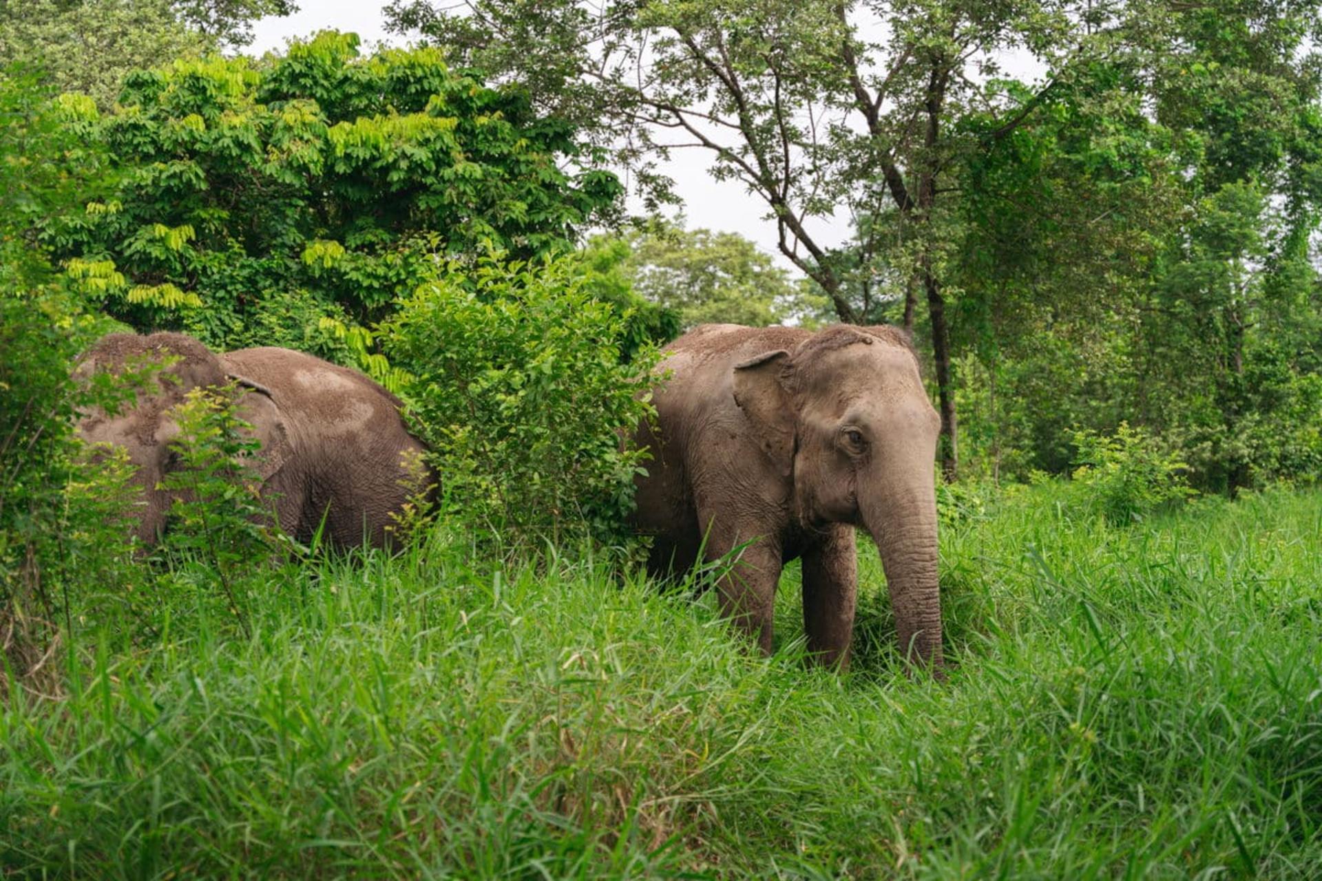 Love Elephant Sanctuary Bangkok Experience - Thumbnail 10