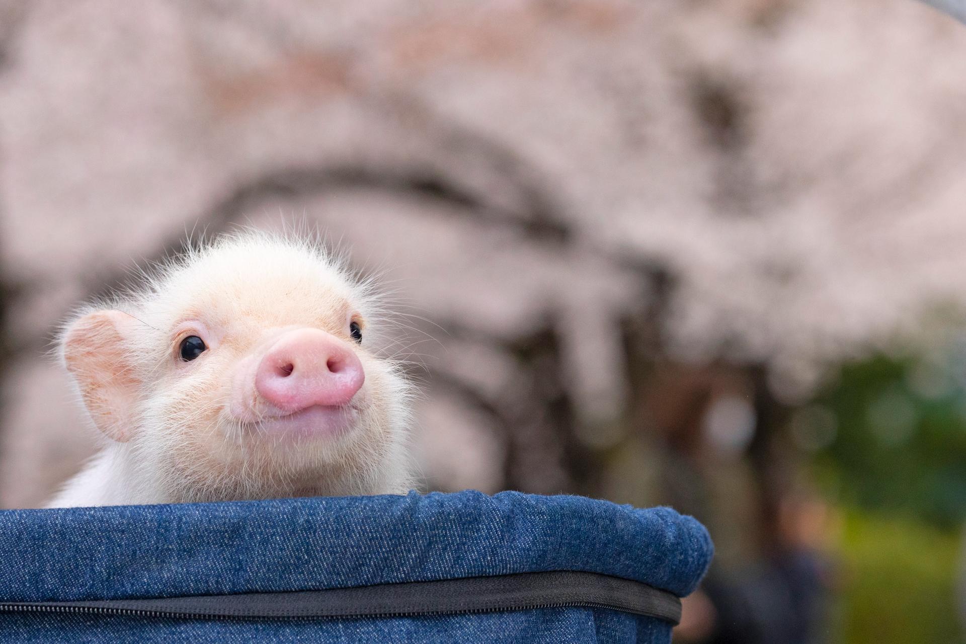 Micro Pig Cafe Experience in Meguro Tokyo - Thumbnail 3