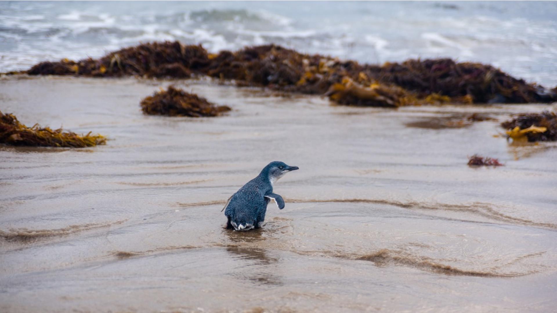 Penguin Parade Experience Tour from Melbourne - Thumbnail 2