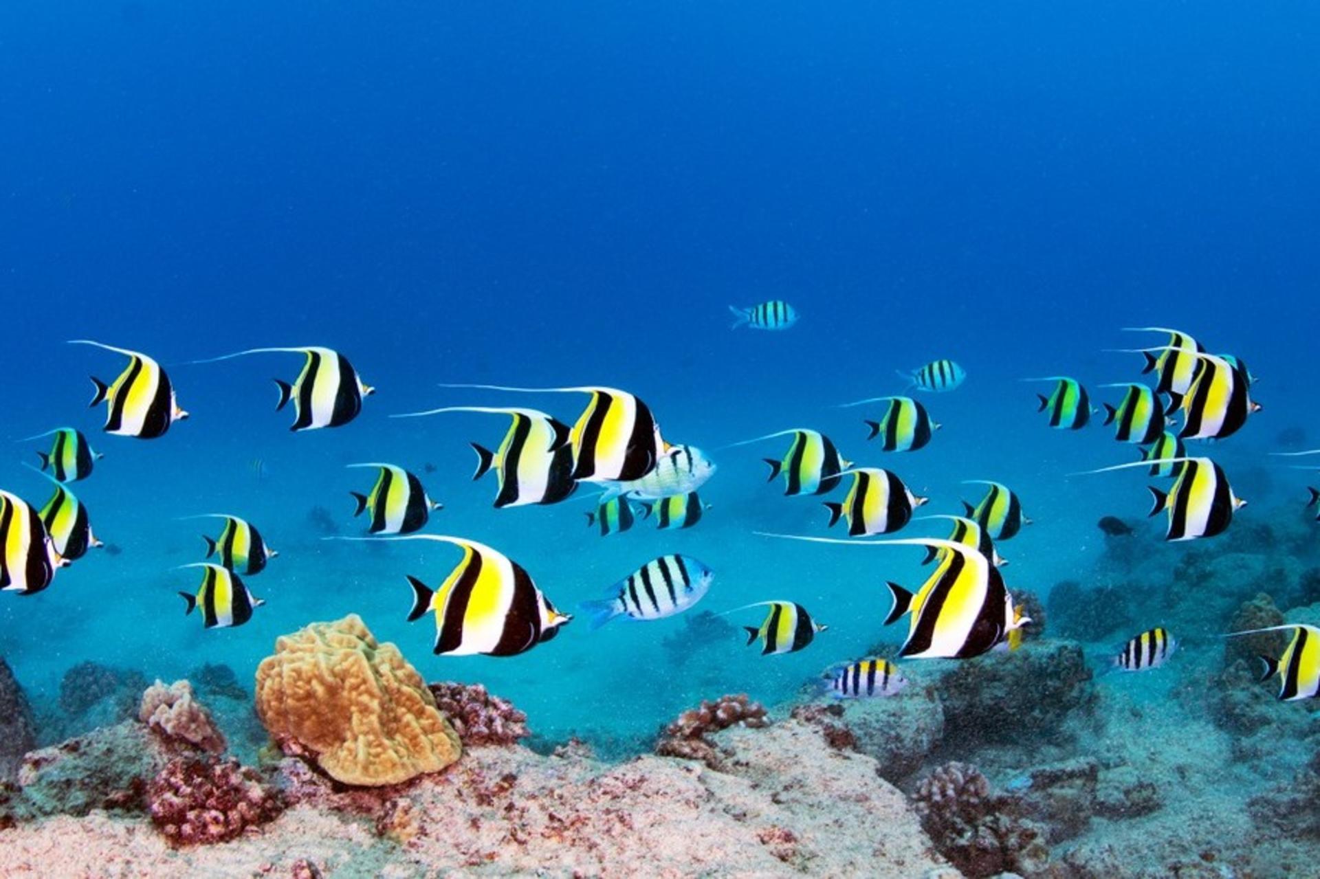 Shallow Reef - Snorkeling or Diving Tour in Oahu - Thumbnail 3