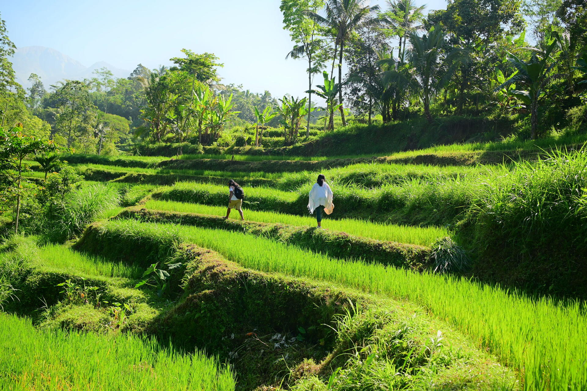 Lombok Tetebatu Full-Day Private Tour - Thumbnail 11