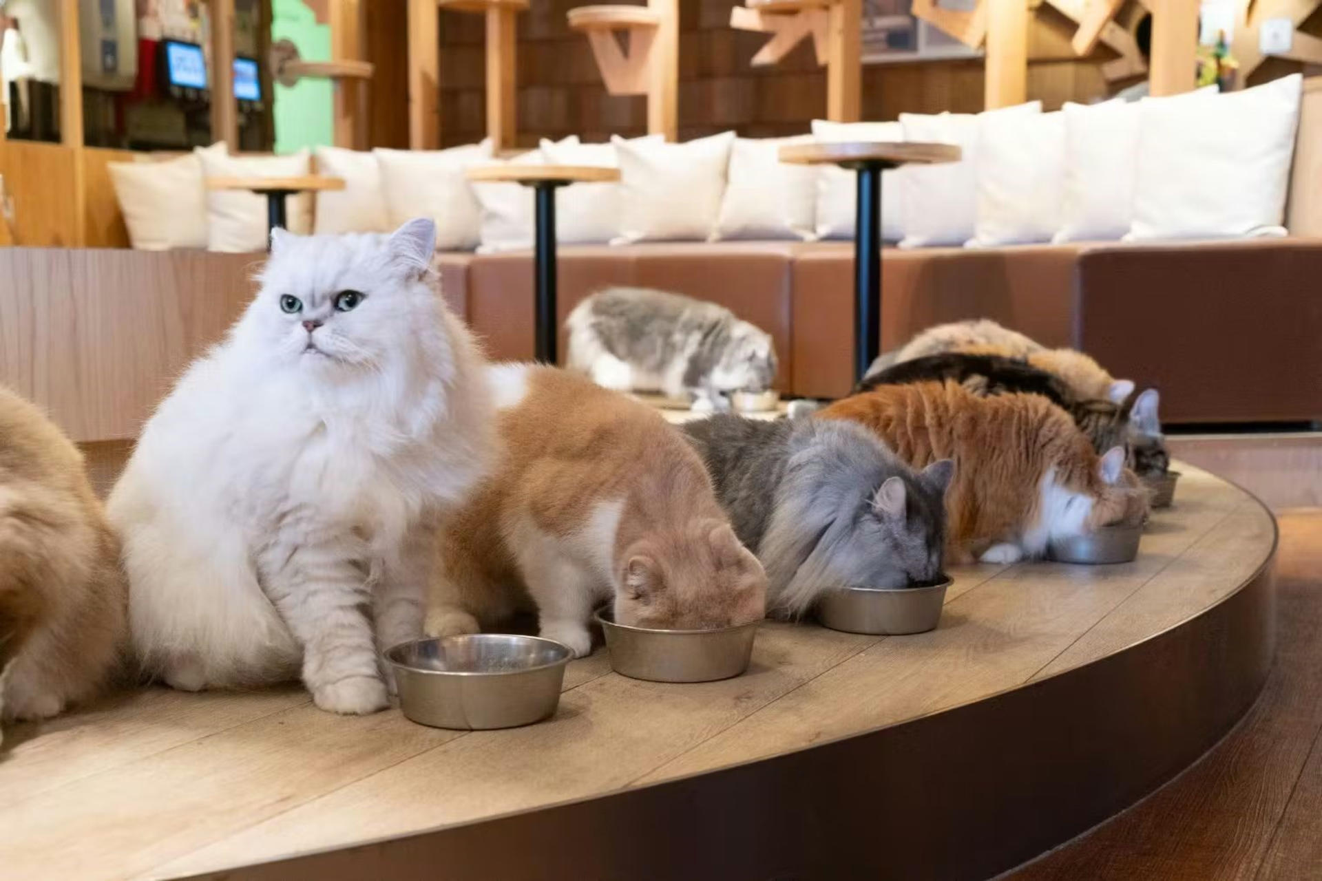 Cat Cafe MOCHA (Ikebukuro Main Store) - Image 1