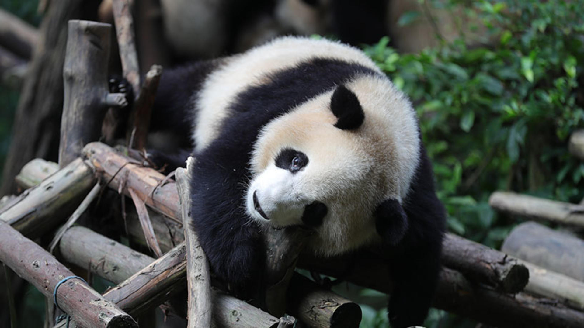 Private Car Tour: Sichuan Panda Base & Sanxingdui Museum Day Trip - Thumbnail 3