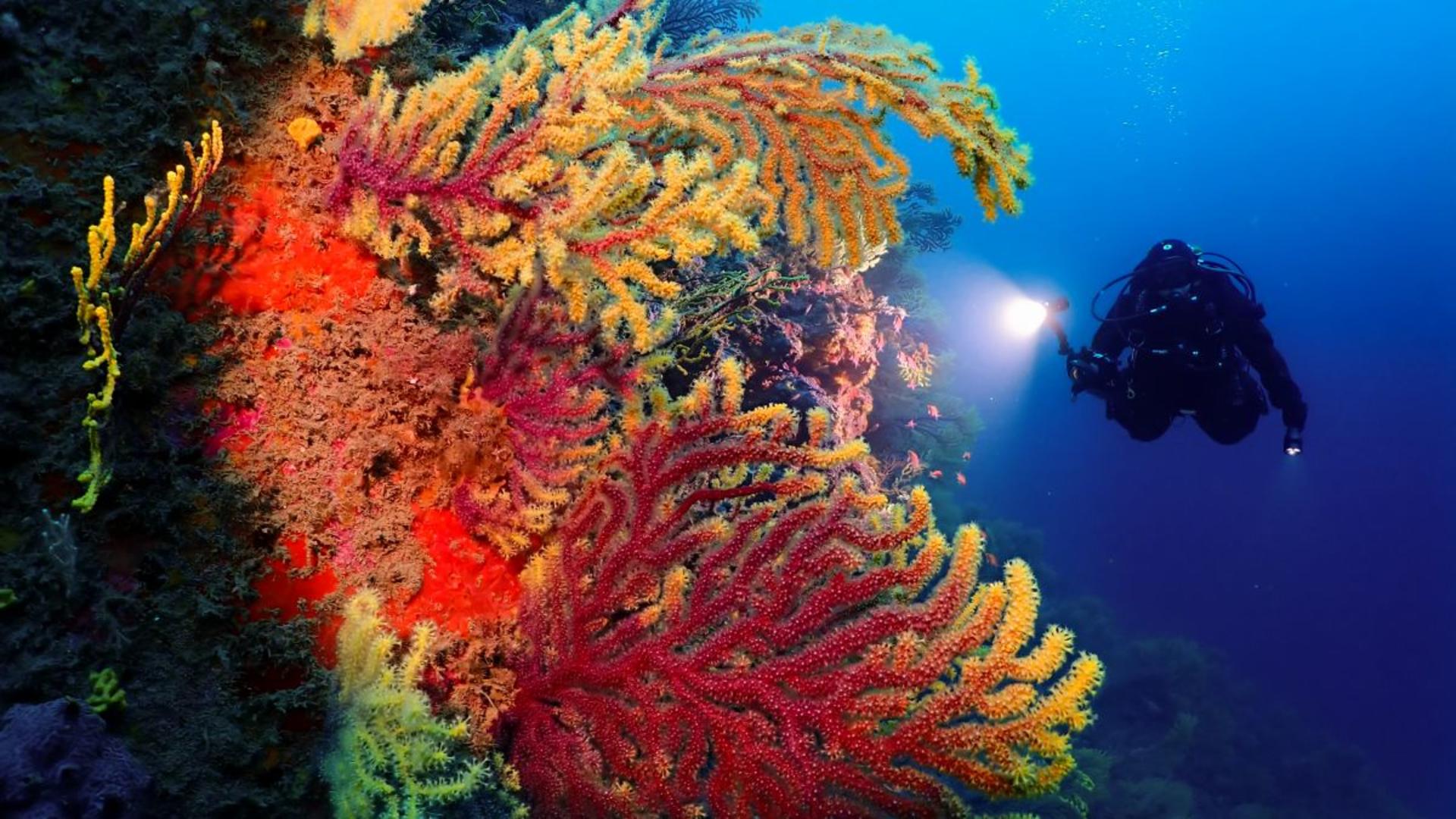 Catalonia's Dive Evolution: Advanced Open Water with PADI 5* Center - Thumbnail 4