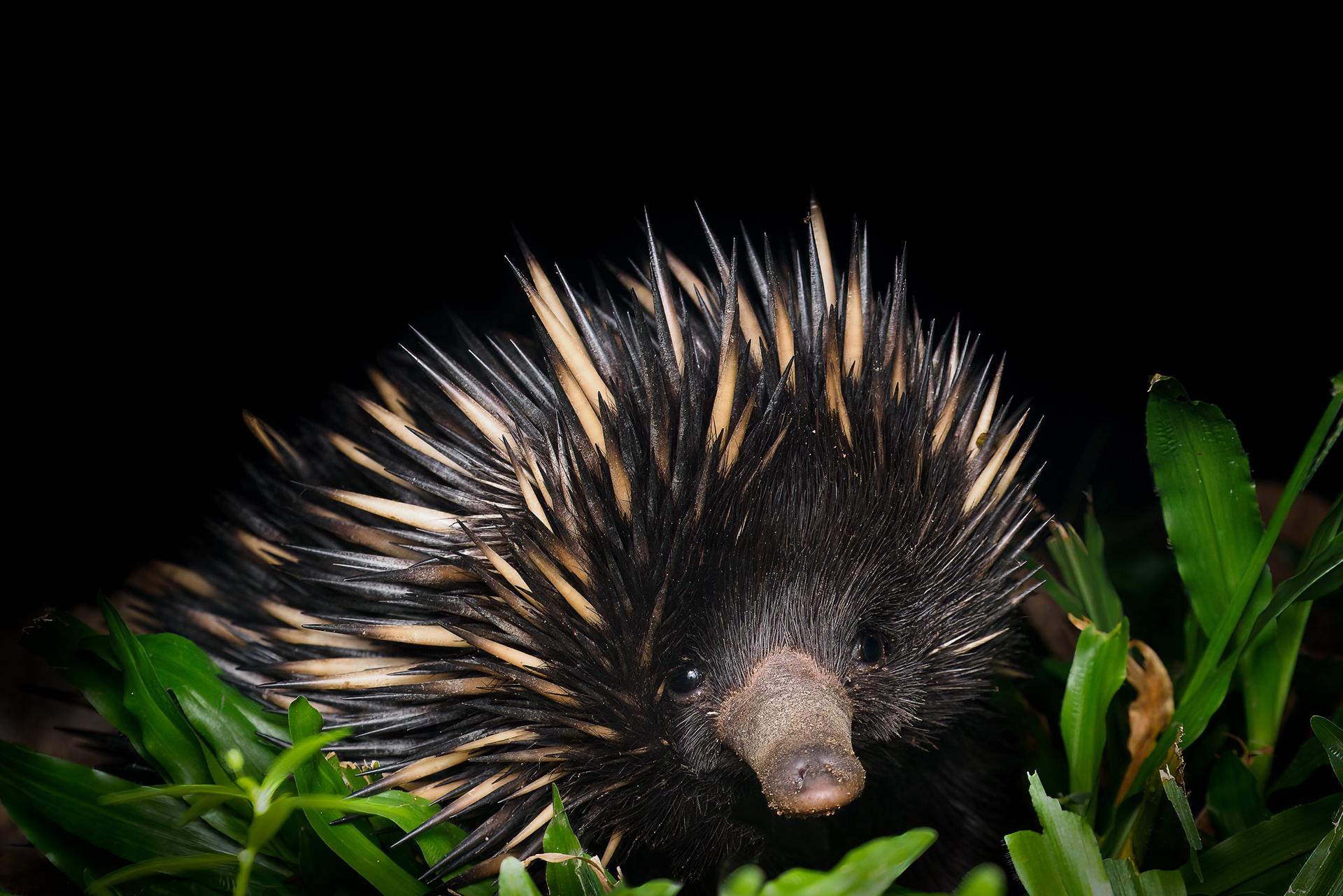 Night Walk Photography Tour at the Cairns Botanic Gardens  - Thumbnail 9