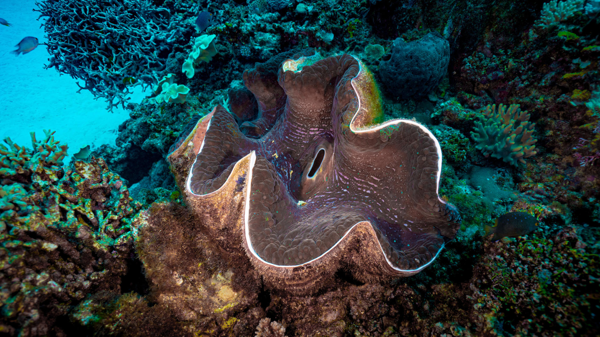Fiji Dive Delight: Refresh & Explore Giant Clams at Tokoriki Wall - Image 1