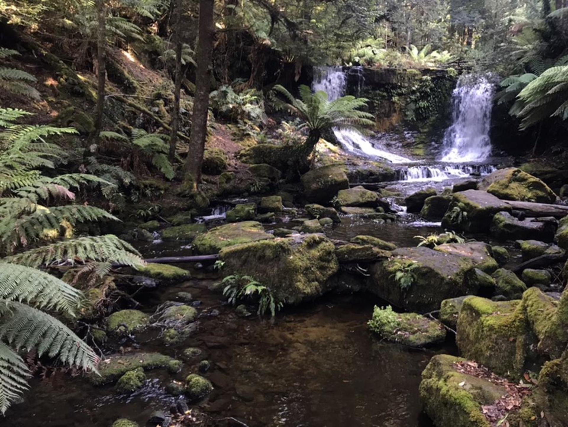 Mount Field, Bonorong Wildlife Sanctuary and Richmond Tour - Thumbnail 10