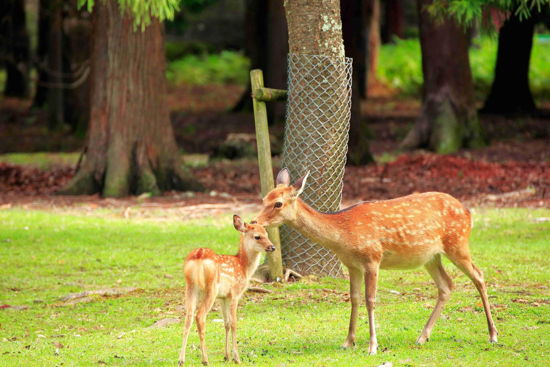 Kyoto Arashiyama Fushimi Inari and Nara Deer Day Tour - Thumbnail 13