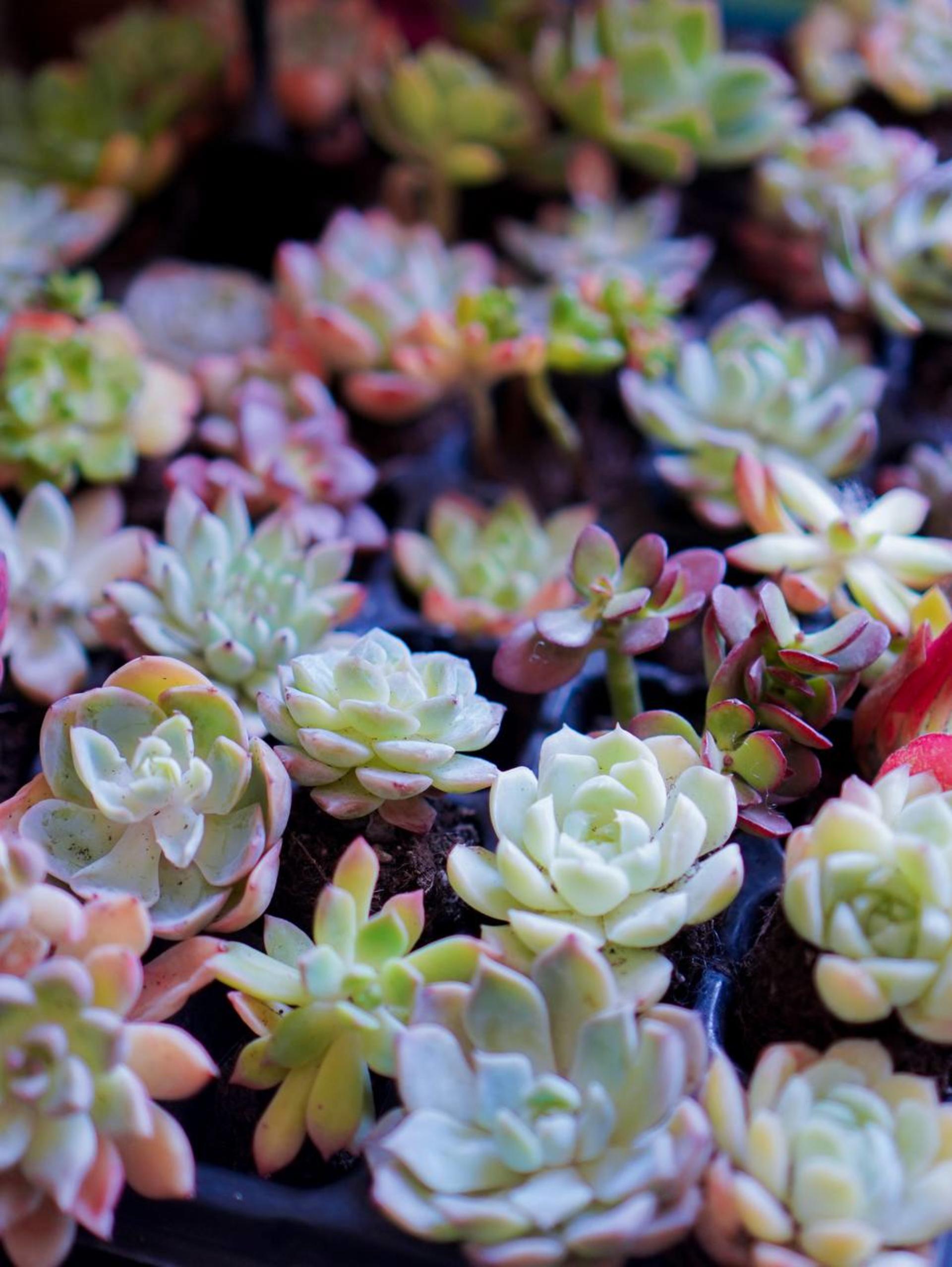 Myosotis Flower - Succulent Terrarium Workshop - Thumbnail 44