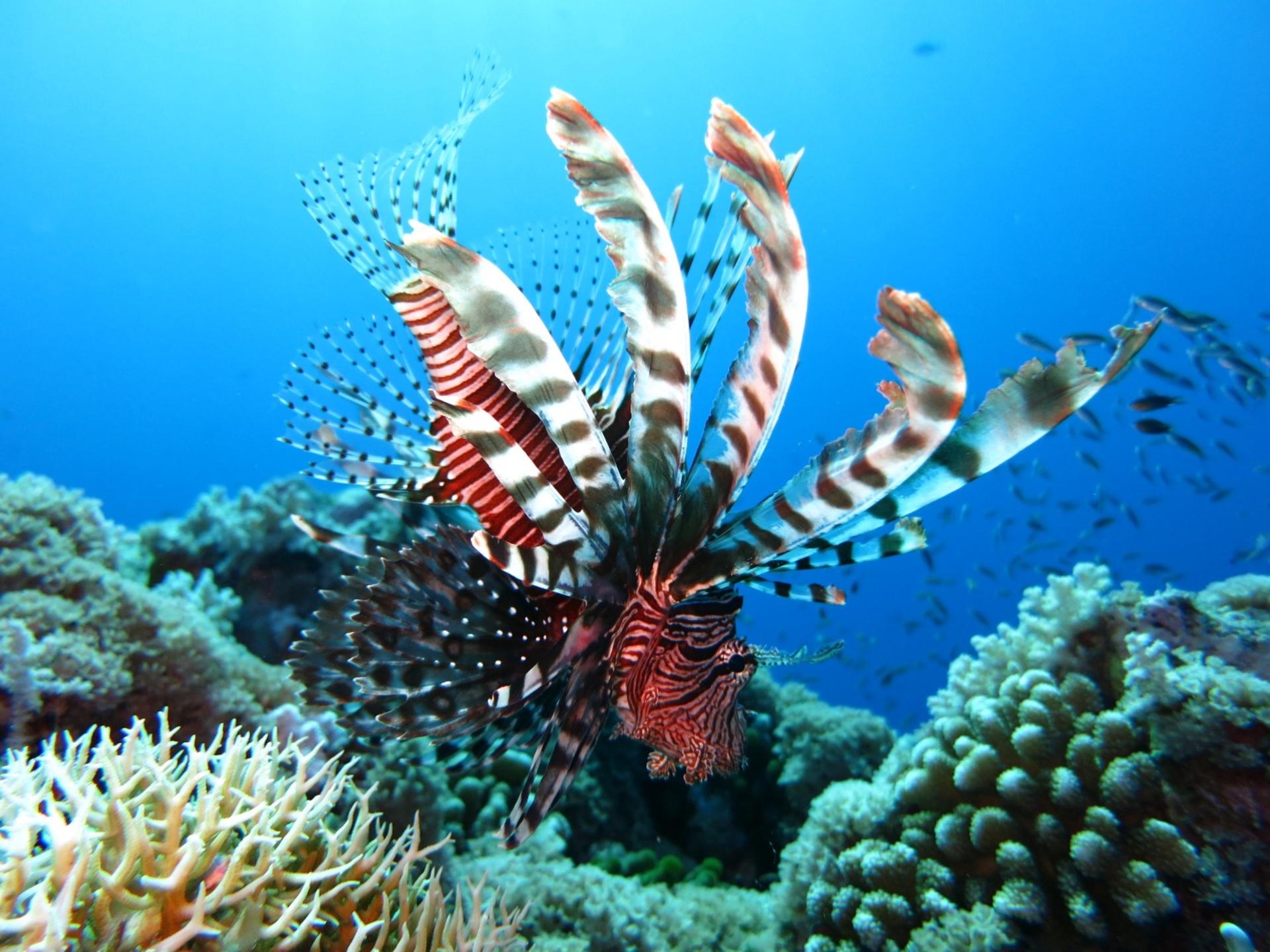New Taipei City, Gongliao Longdong Diving Experience, No License R - Thumbnail 4