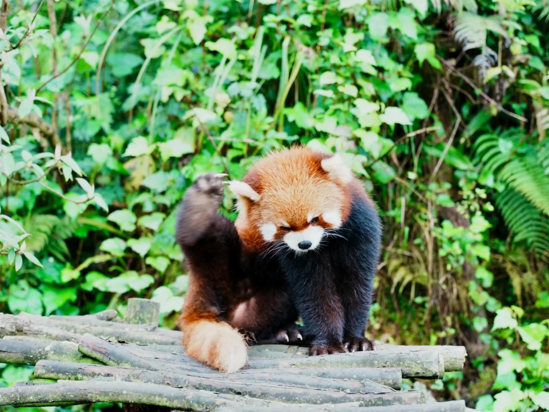 Chengdu Dujiangyan Red Panda Forest Park - Thumbnail 5
