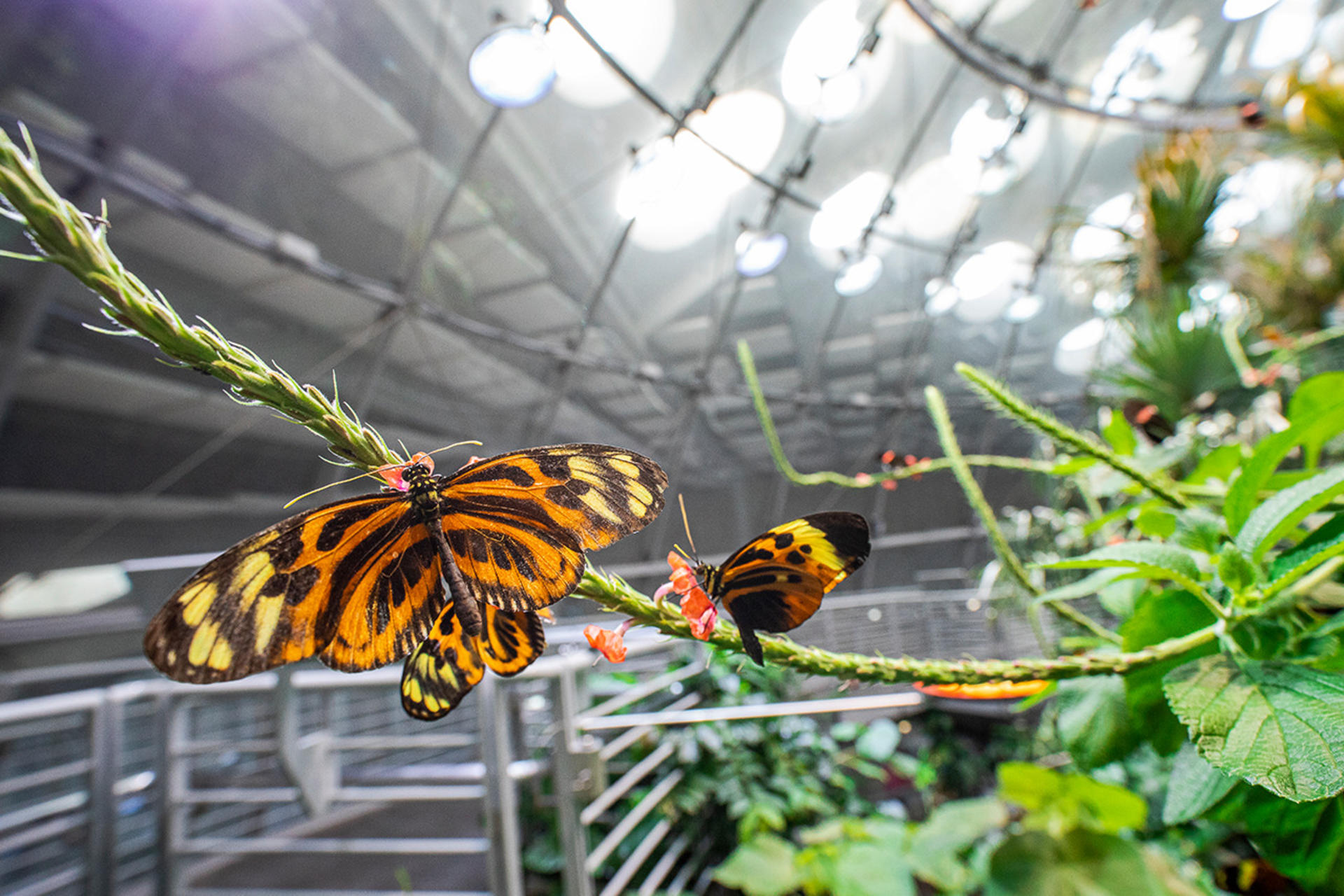 California Academy of Sciences Ticket in San Francisco - Thumbnail 12