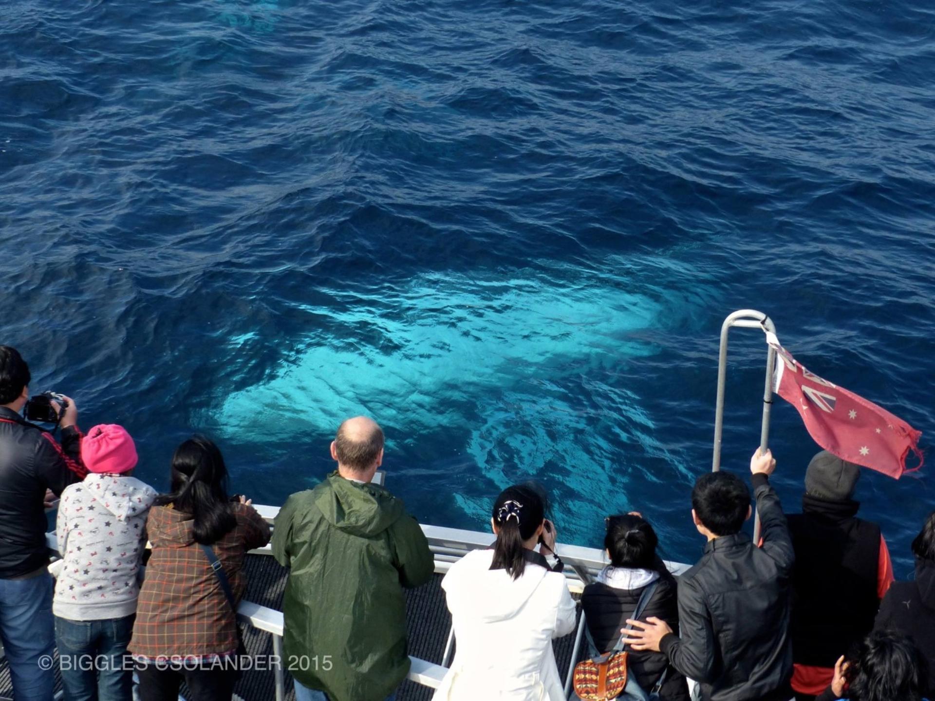 Sydney Whale Watching Cruise with Breakfast or Lunch - Thumbnail 2