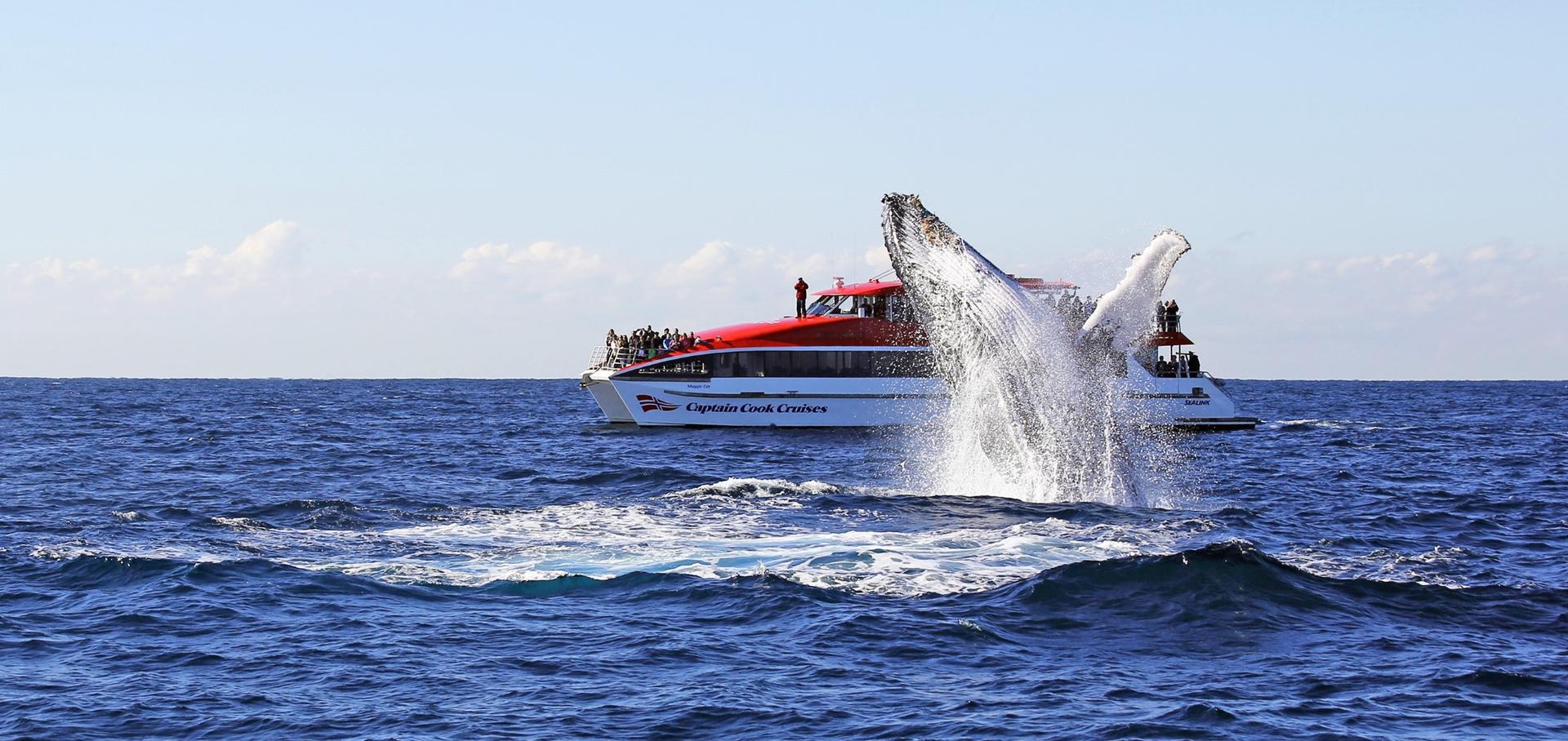 Sydney Whale Watching Cruise by Captain Cook - Image 1