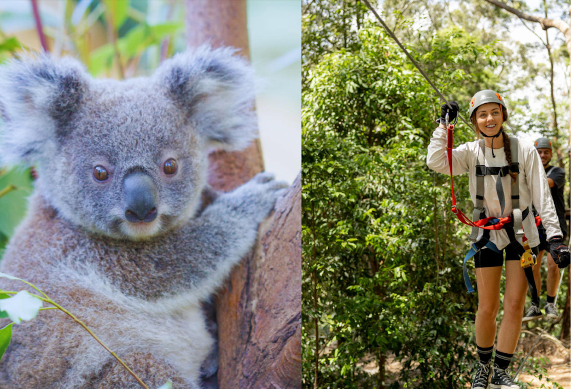 Experience Pass Currumbin Wildlife Sanctuary and Zipline - Thumbnail 2