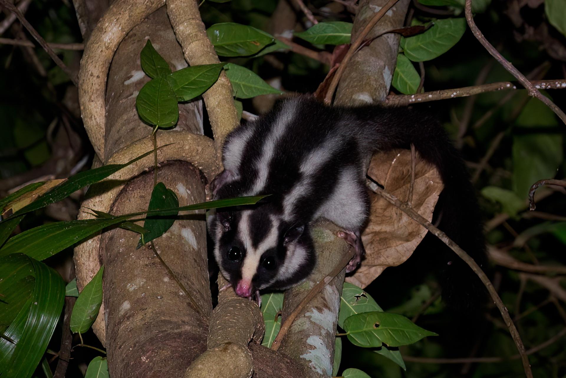 Night Walk Photography Tour at the Cairns Botanic Gardens  - Thumbnail 10