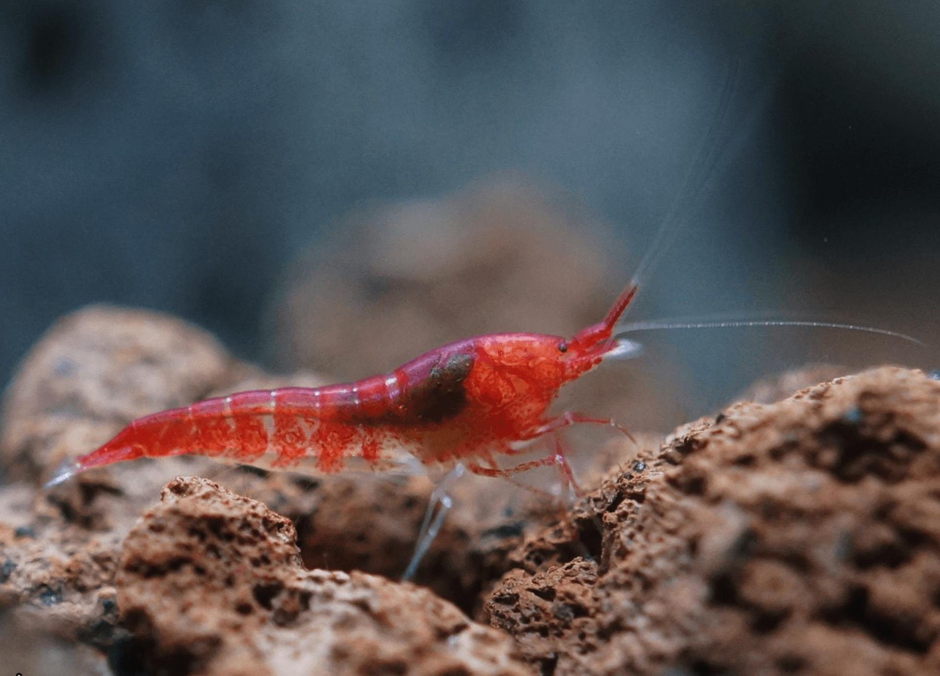 Singapore Volcanic Shrimp Aquarium Workshop - Thumbnail 16