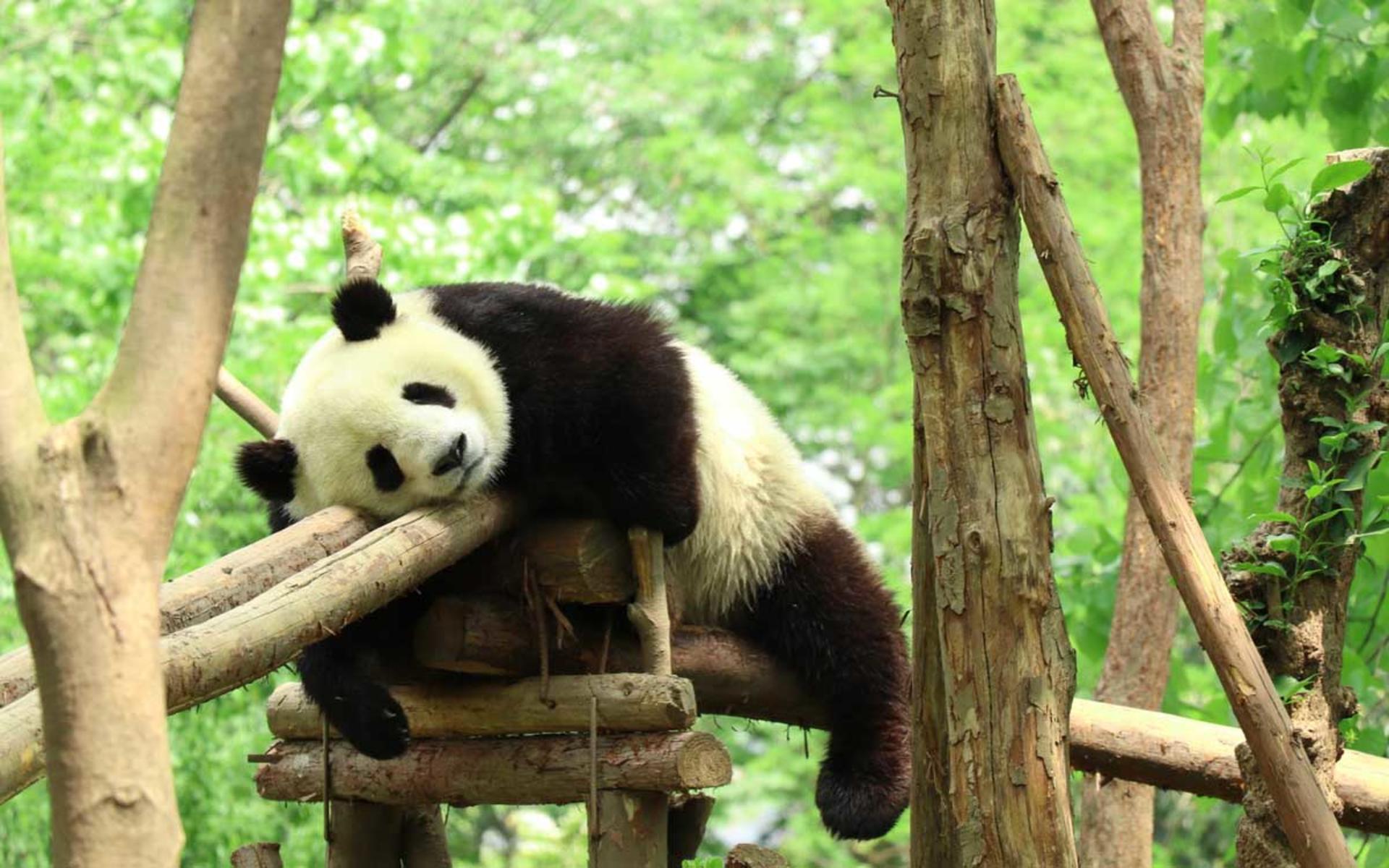 Chengdu Panda Base and Dujiangyan Private Day Tour - Image 1
