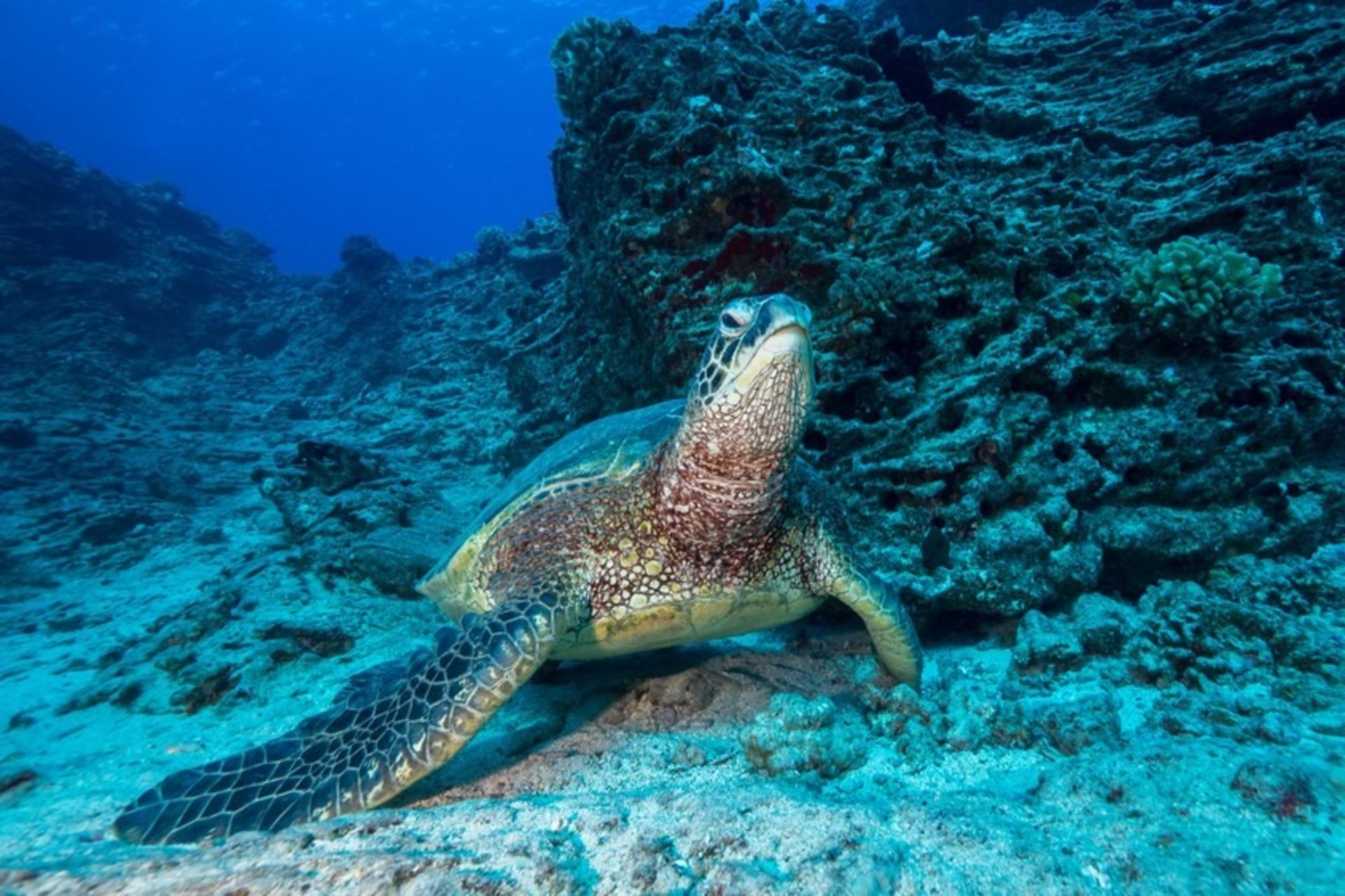 Shallow Reef - Snorkeling or Diving Tour in Oahu - Image 1