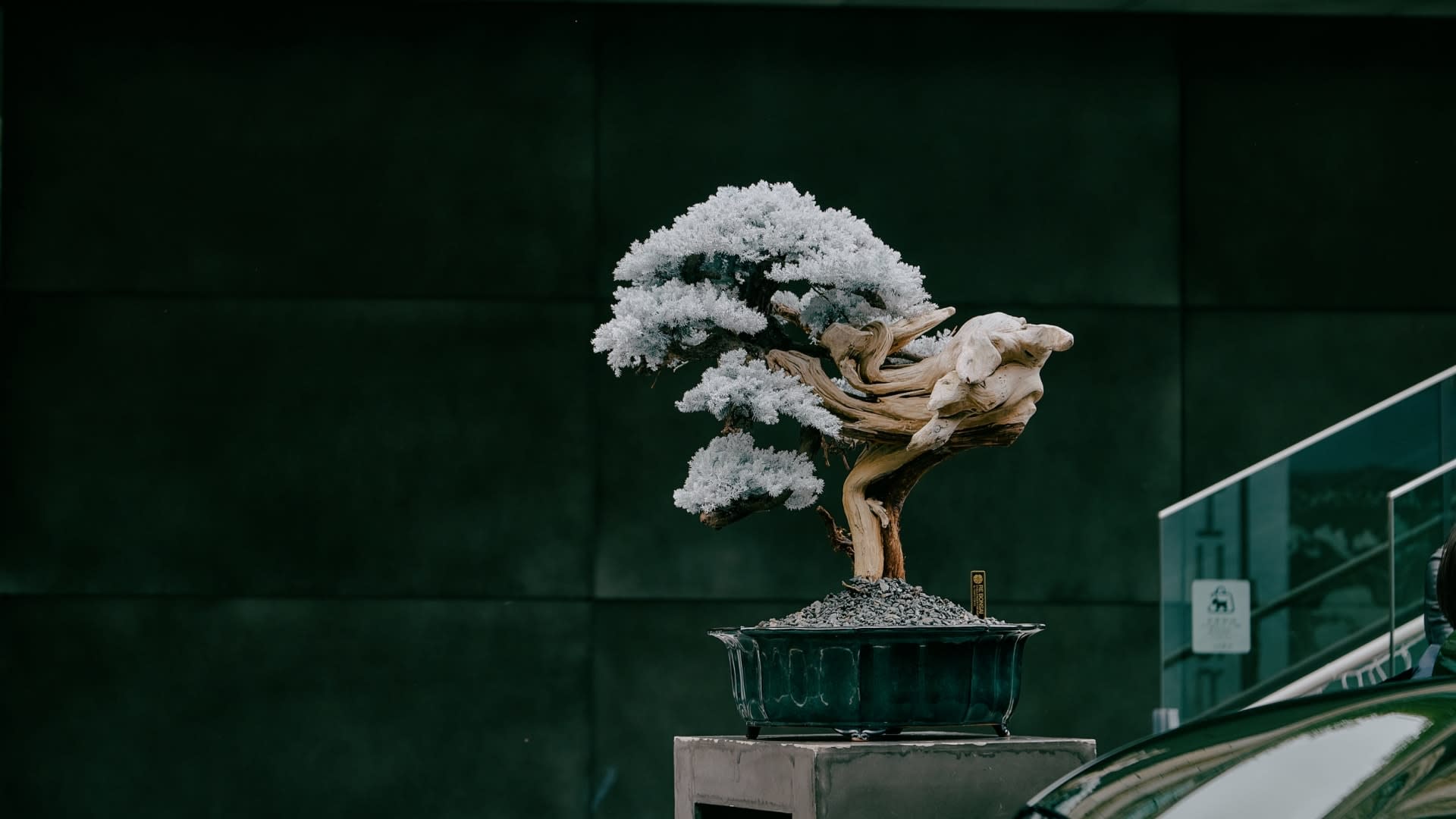 Tokyo: Japanese Bonsai Art & Lucky Daruma Workshop - Thumbnail 4