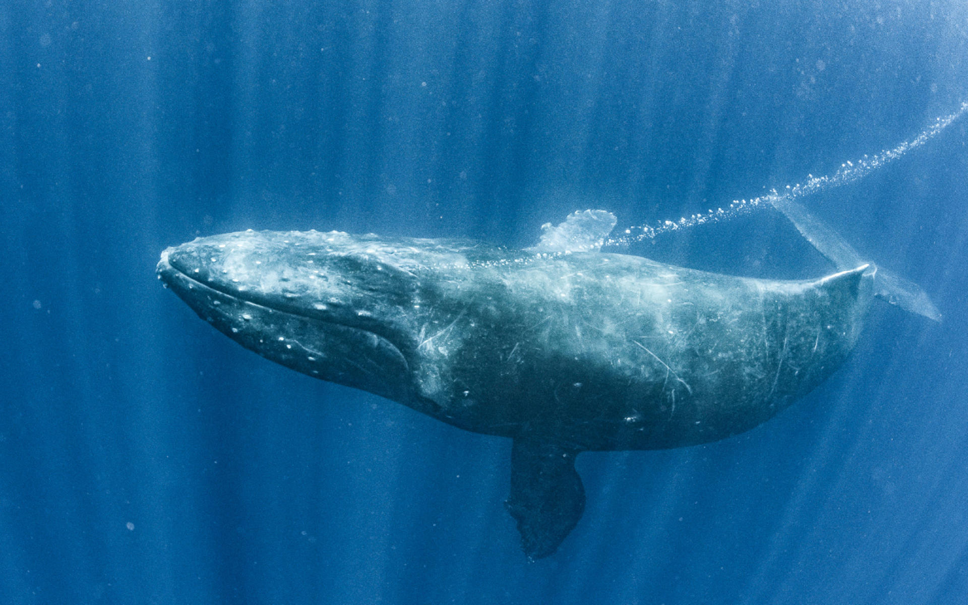 Sea World Whale Watching Experience with Sea World Ticket - Thumbnail 6
