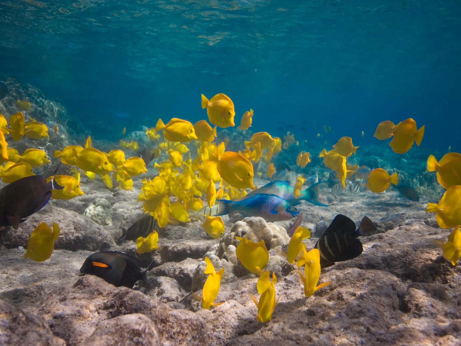 Captain Zodiac Raft and Snorkel Experience in Kealakekua Bay - Thumbnail 4